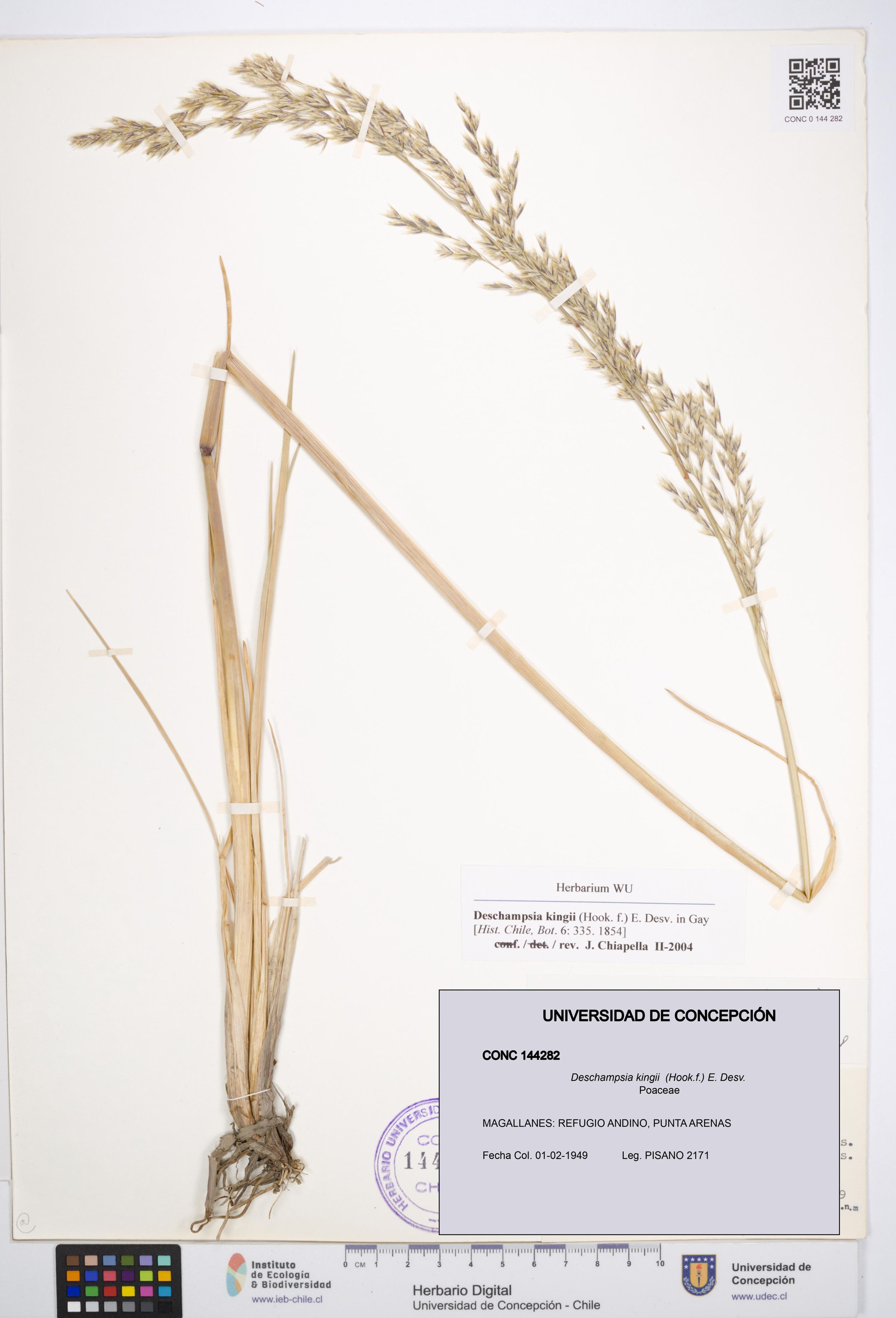 Deschampsia kingii [Espécimen: ]