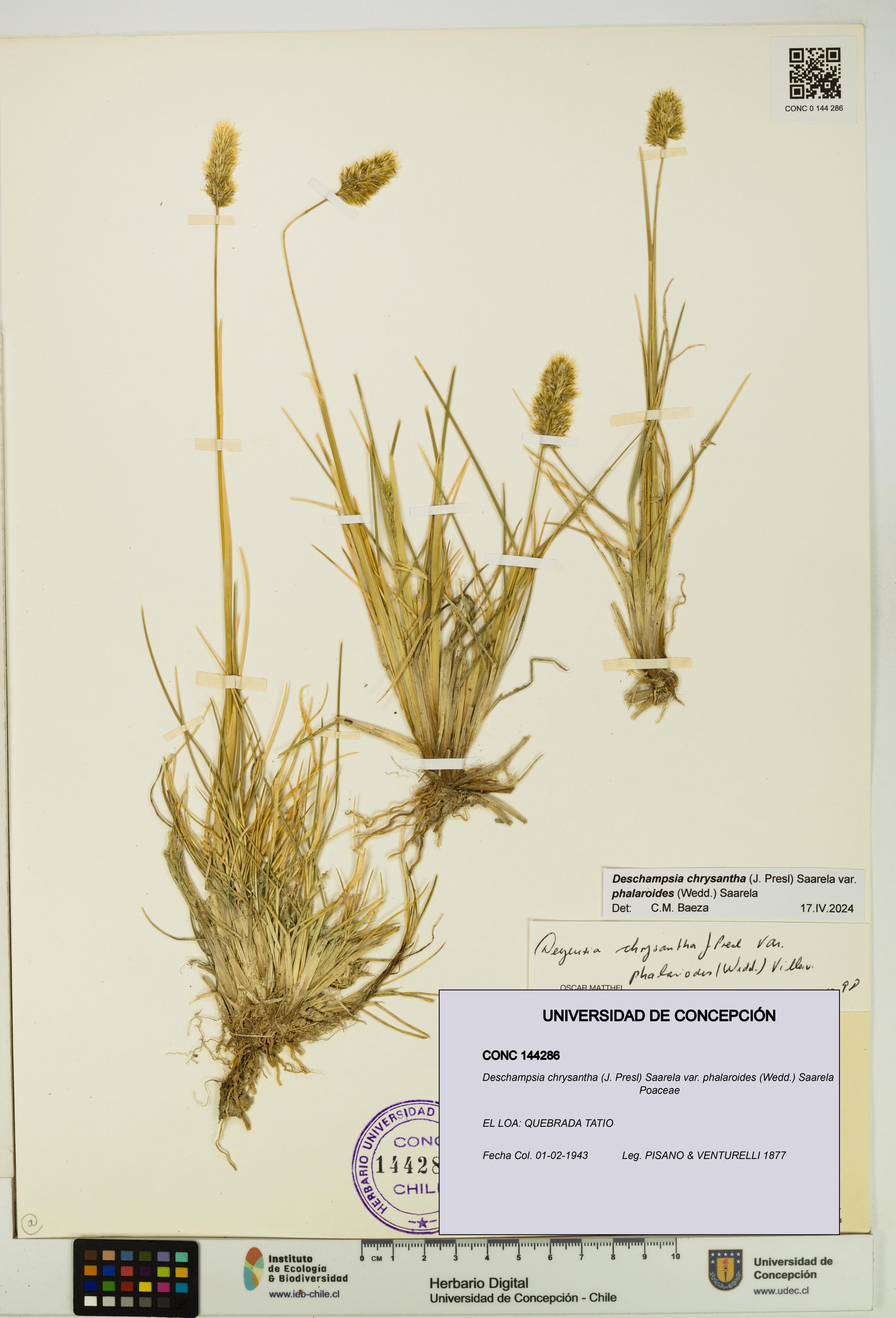 Deschampsia chrysantha var. phalaroides [Espécimen: ]