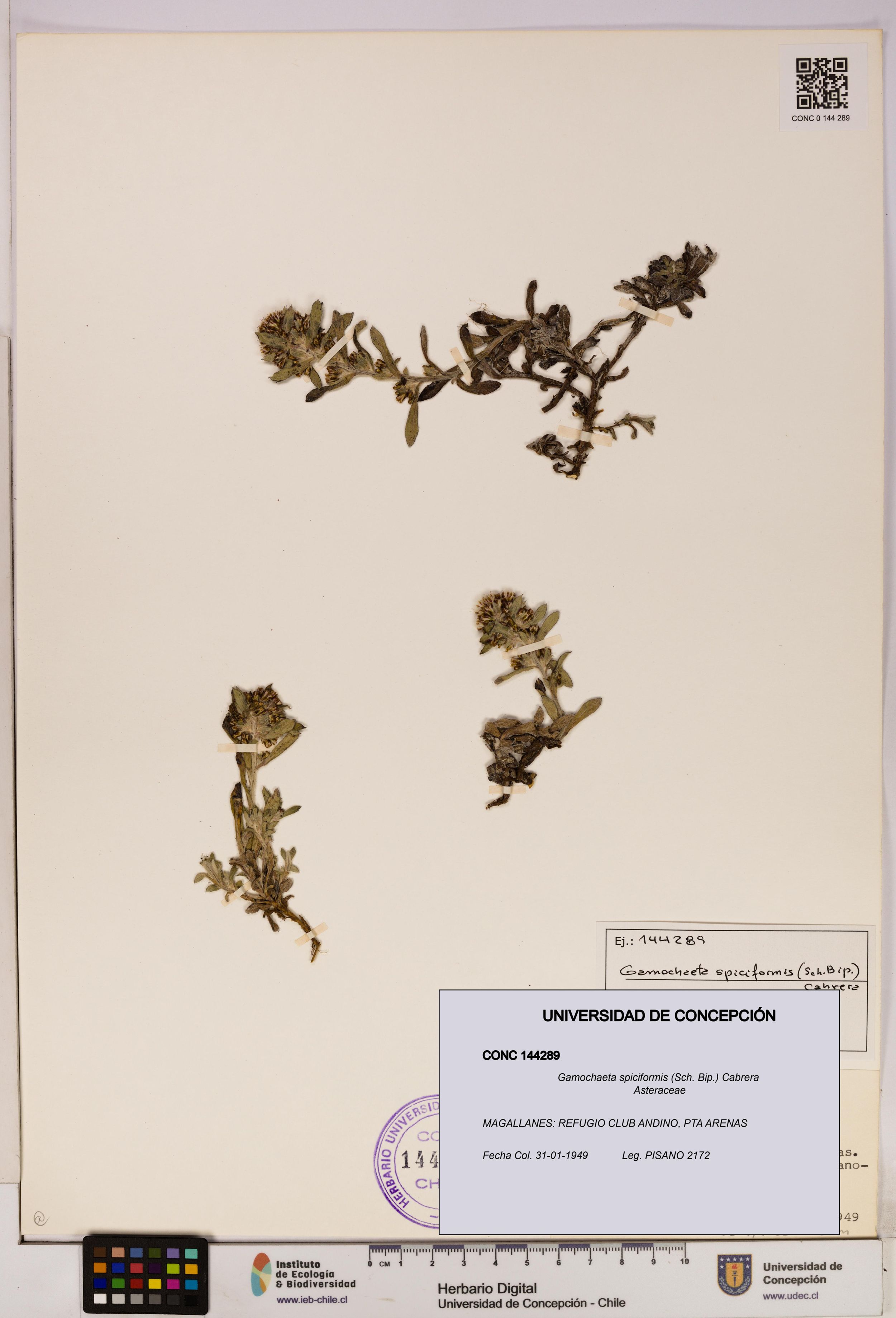 Gamochaeta spiciformis [Espécimen: ]