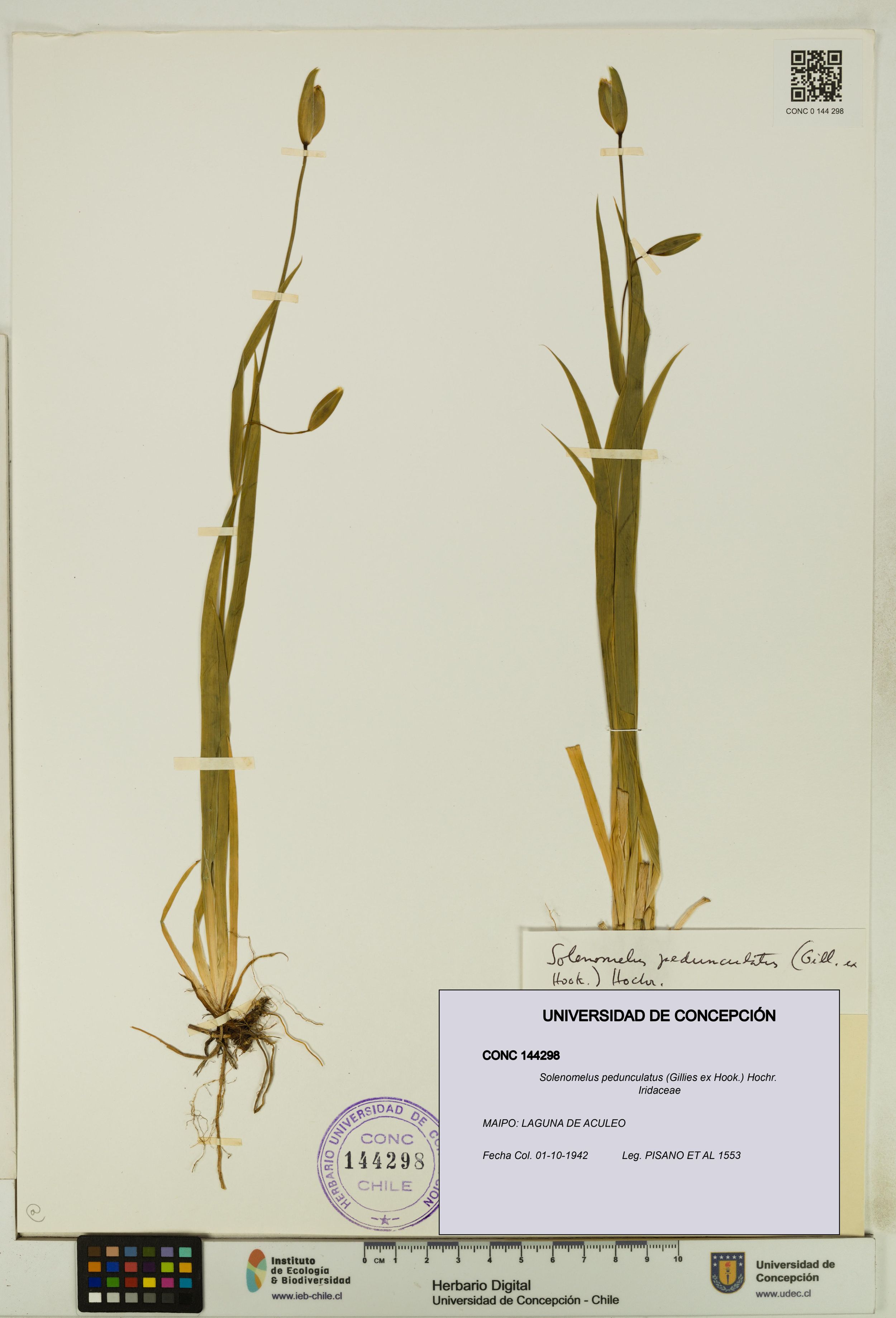 Solenomelus pedunculatus [Espécimen: ]