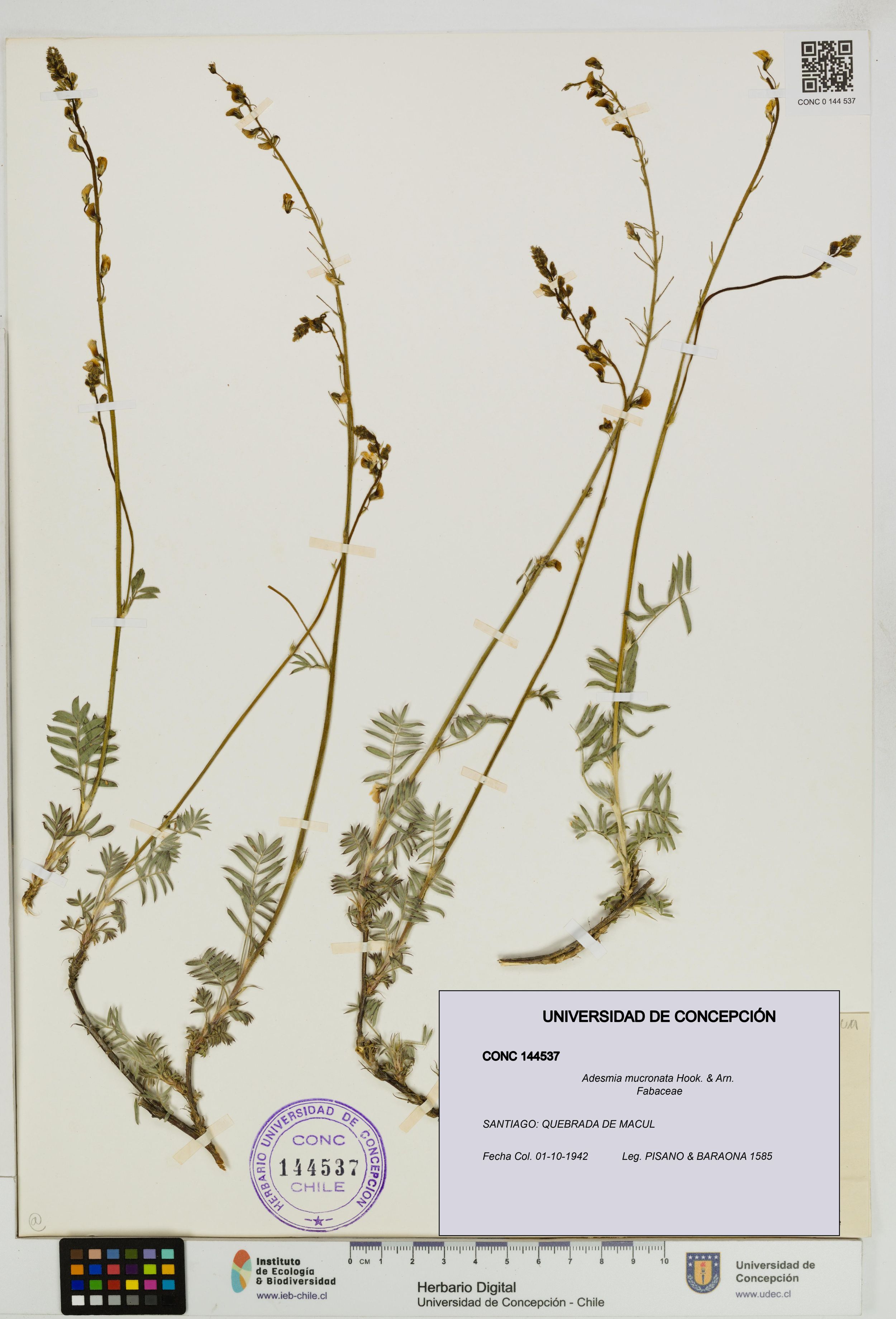 Adesmia mucronata [Espécimen: ]