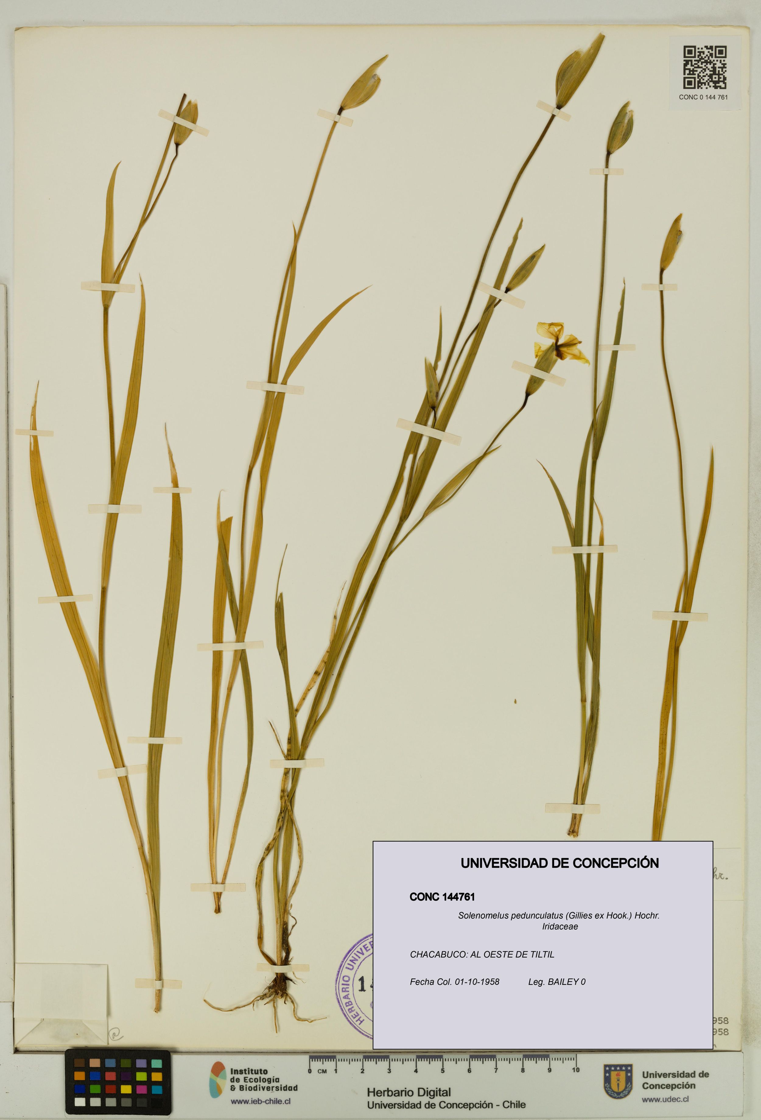 Solenomelus pedunculatus [Espécimen: ]