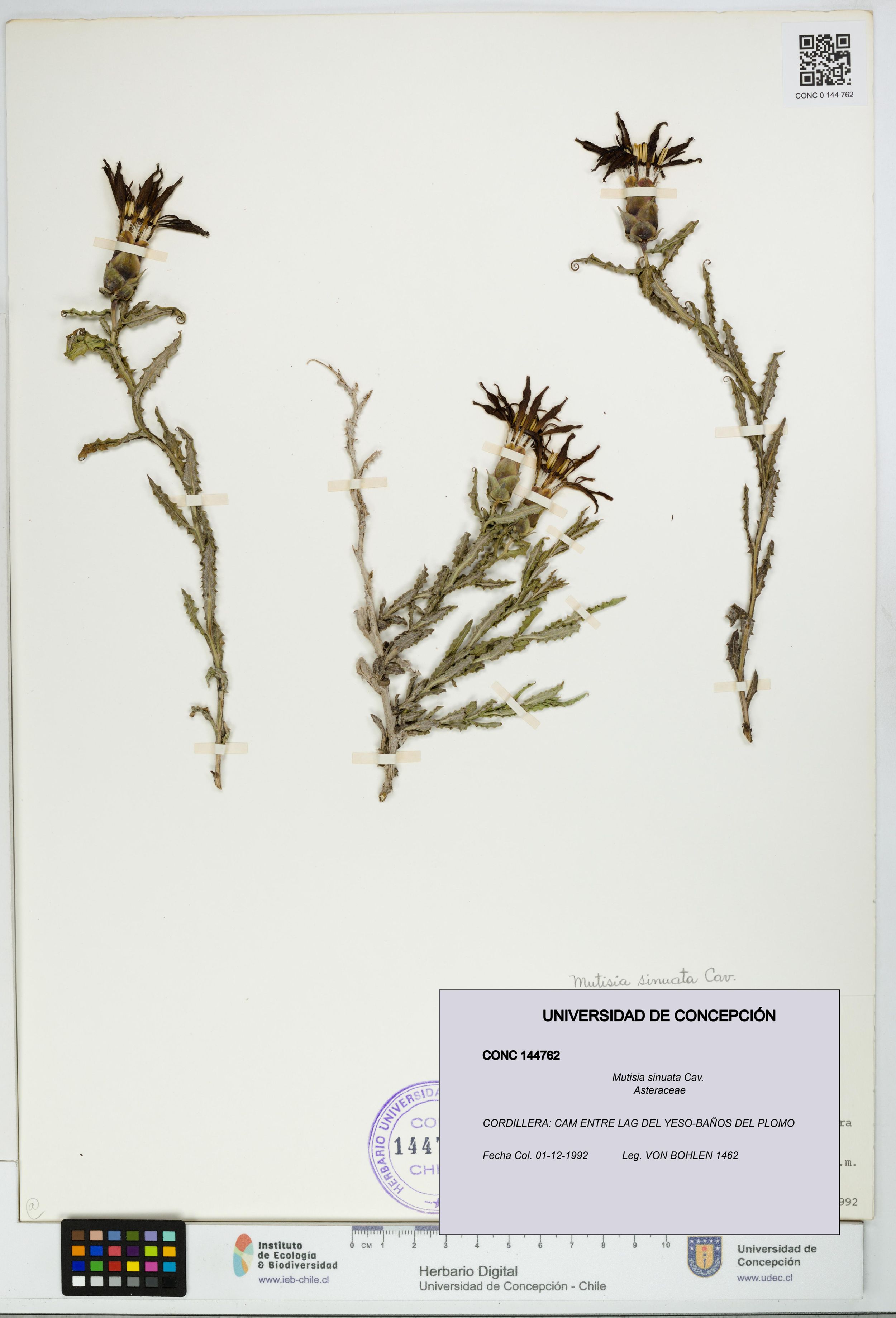 Mutisia sinuata [Espécimen: ]