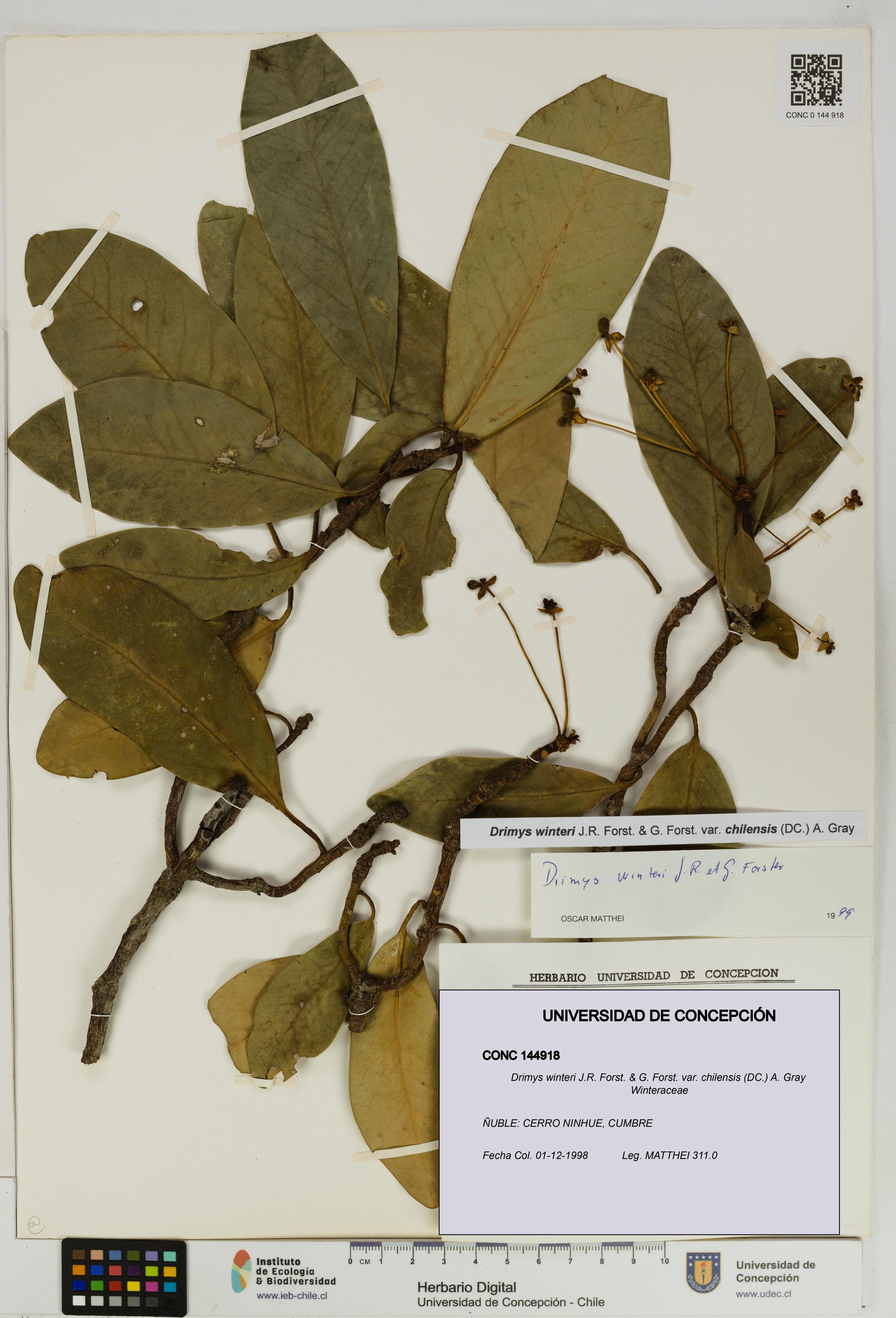 Drimys winteri var. chilensis [Espécimen: ]
