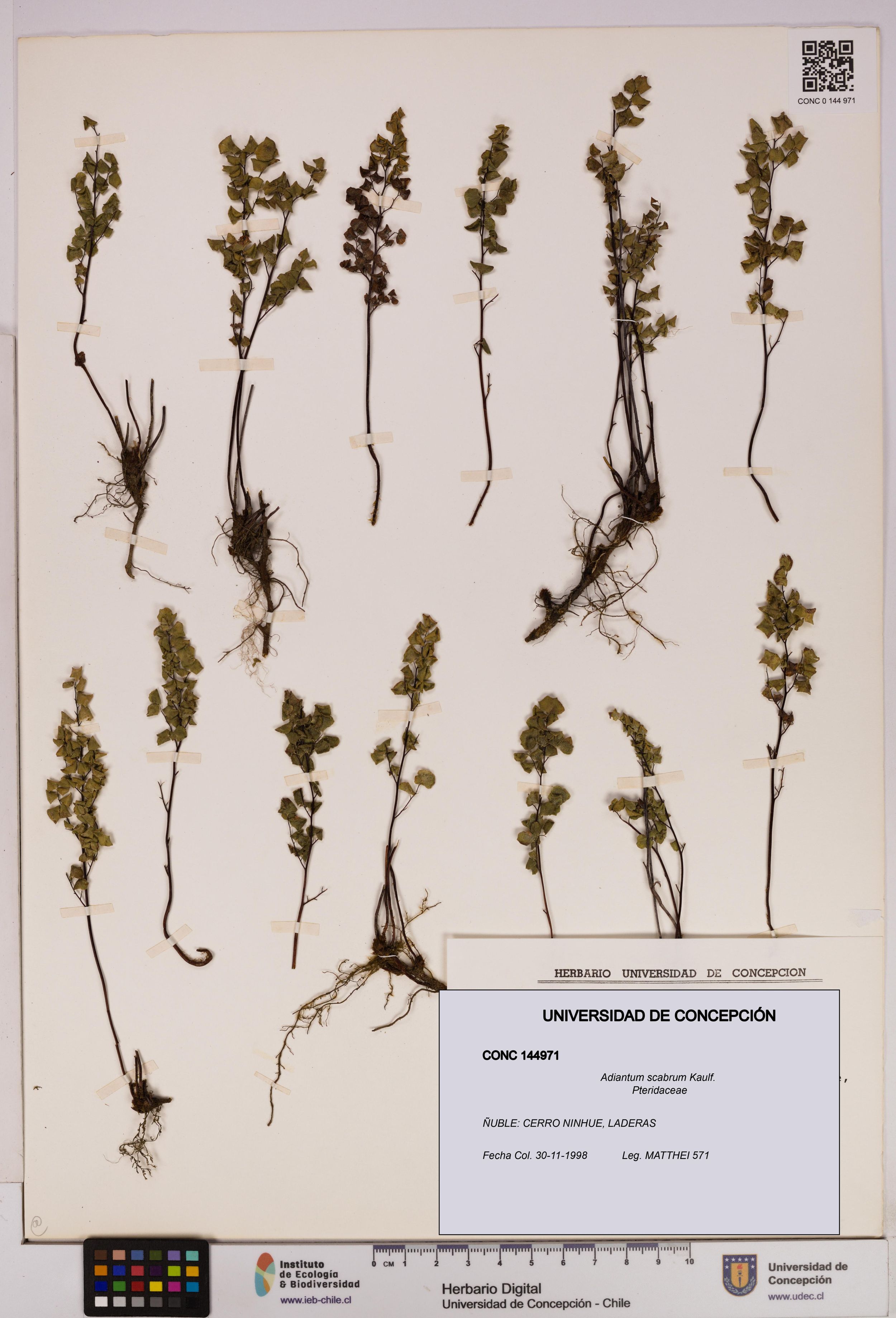 Adiantum scabrum [Espécimen: ]