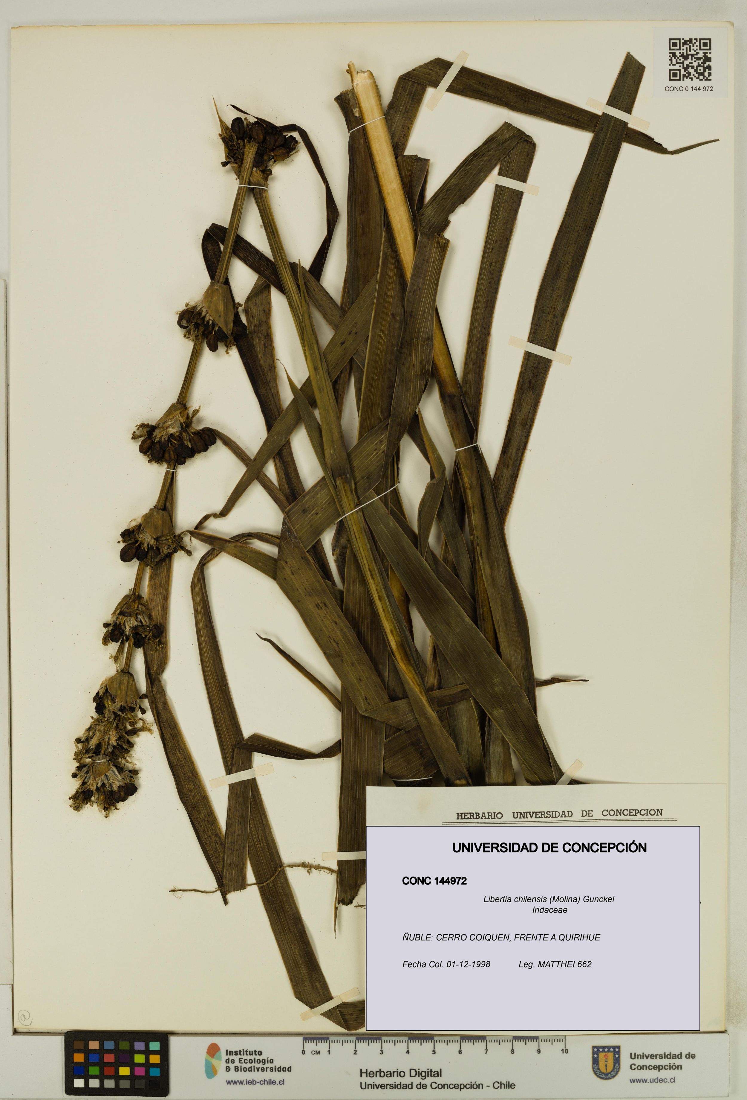 Libertia chilensis [Espécimen: ]