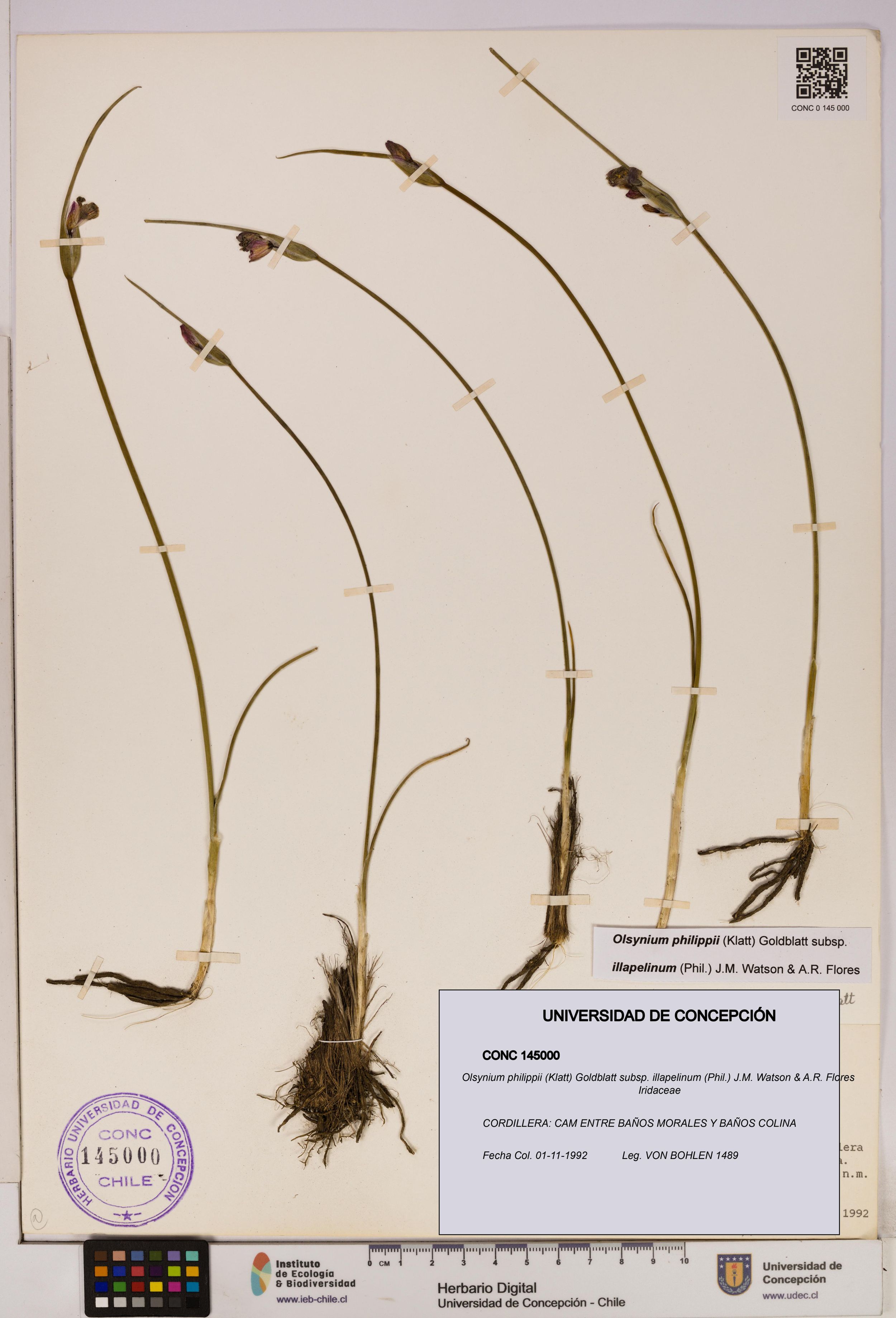 Olsynium philippii subsp. illapelinum [Espécimen: ]