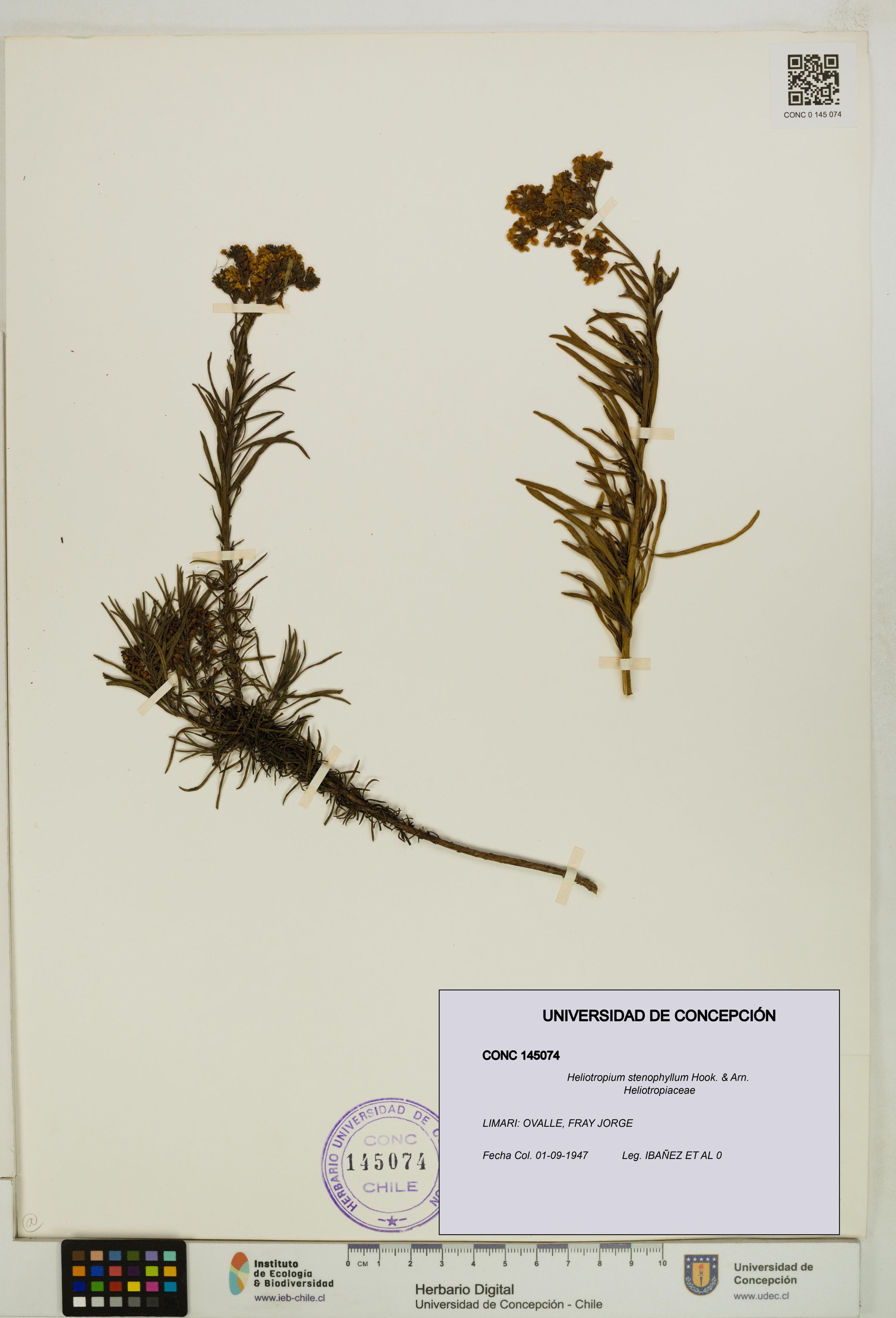 Heliotropium stenophyllum [Espécimen: ]