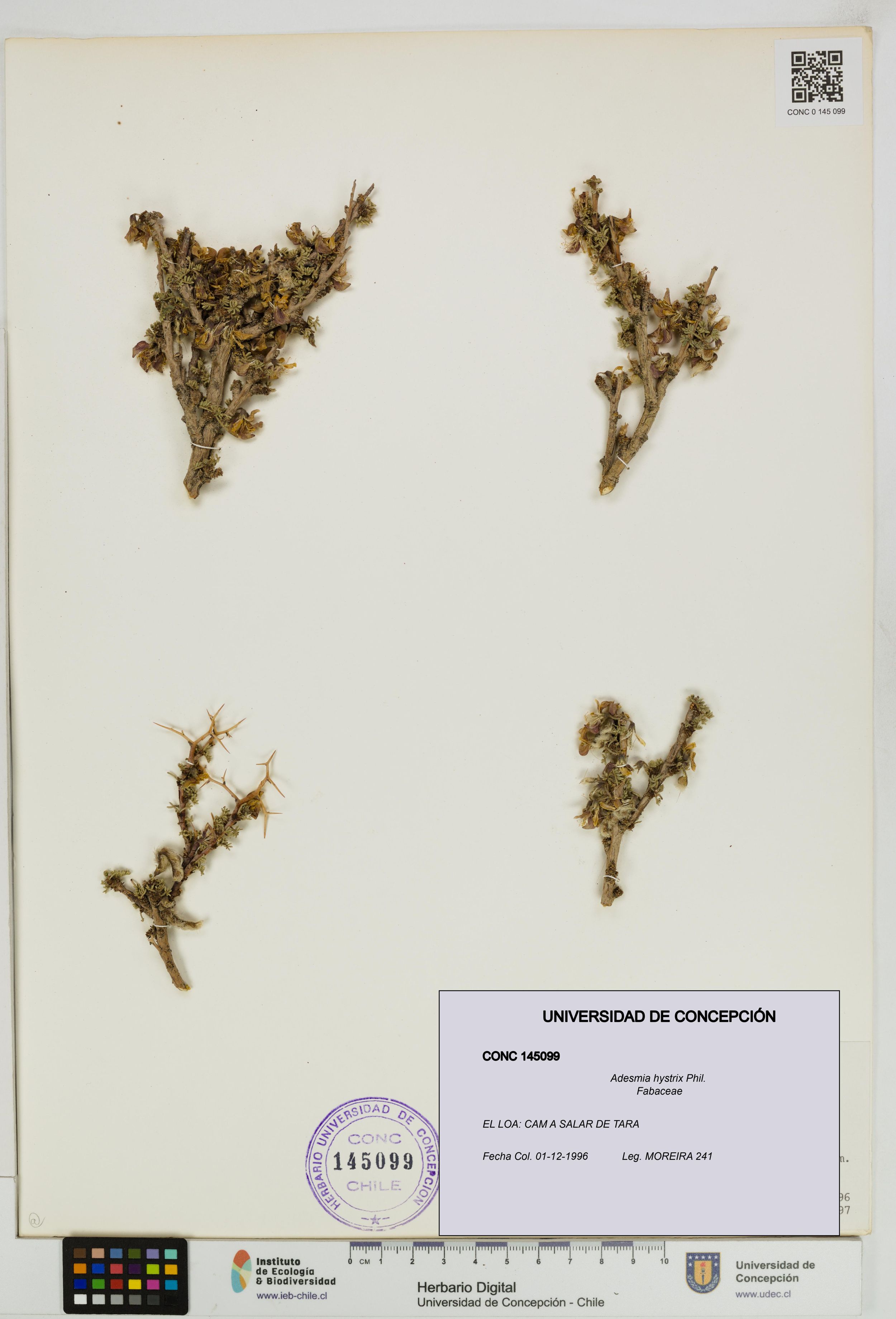 Adesmia hystrix [Espécimen: ]