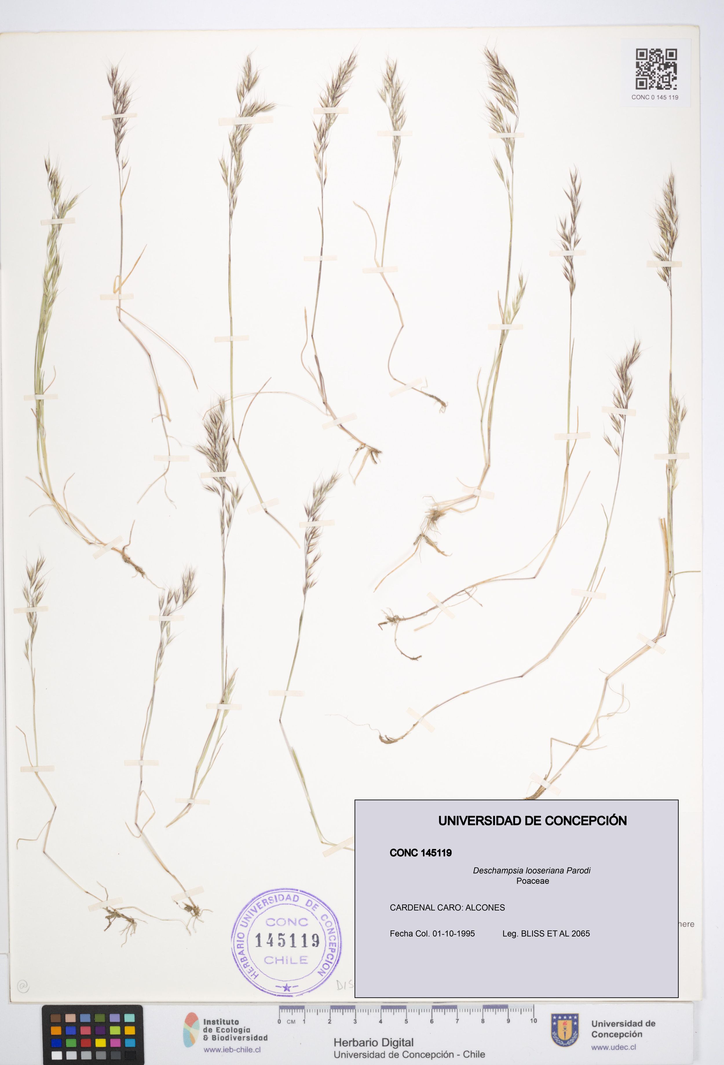 Deschampsia looseriana [Espécimen: ]