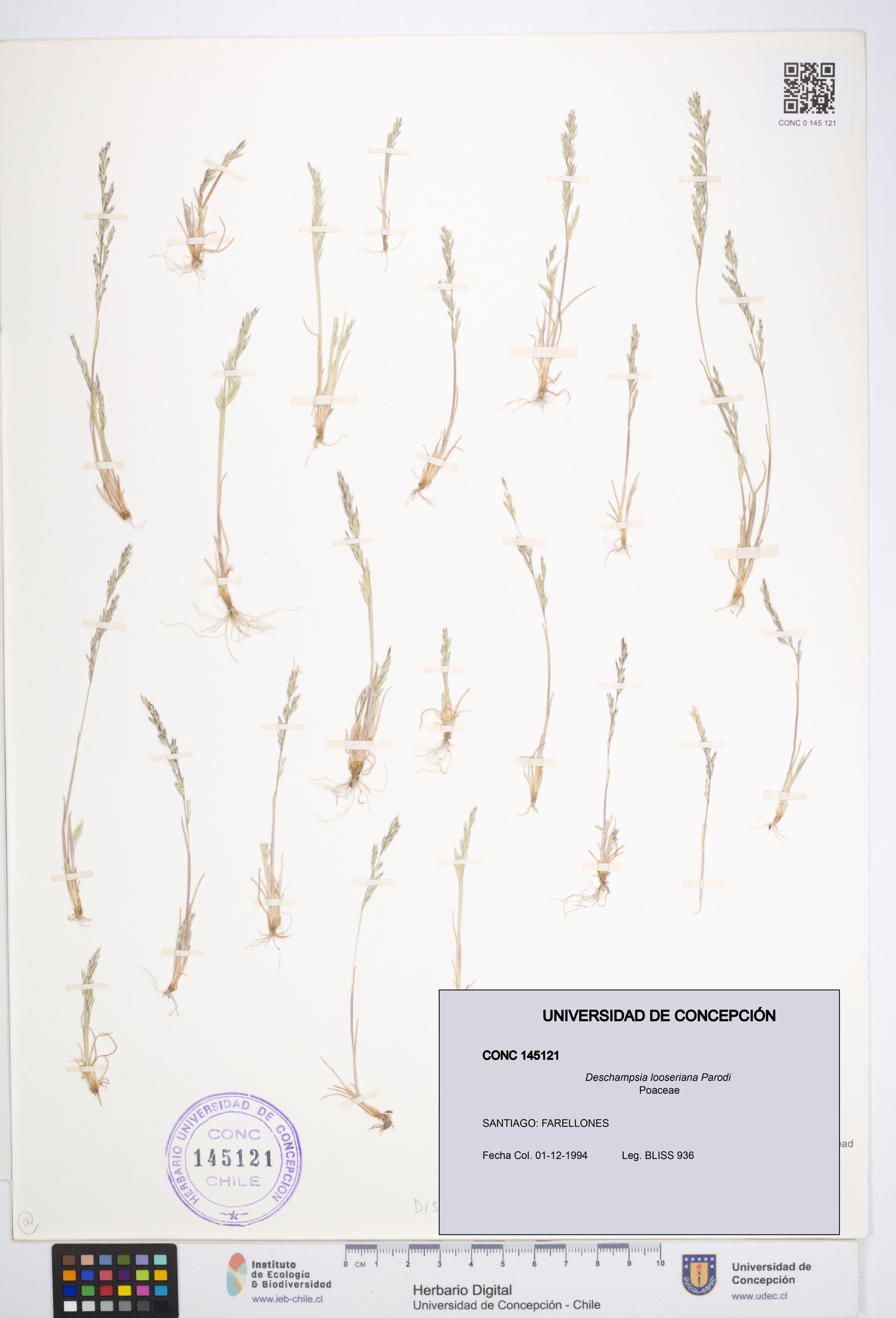 Deschampsia looseriana [Espécimen: ]