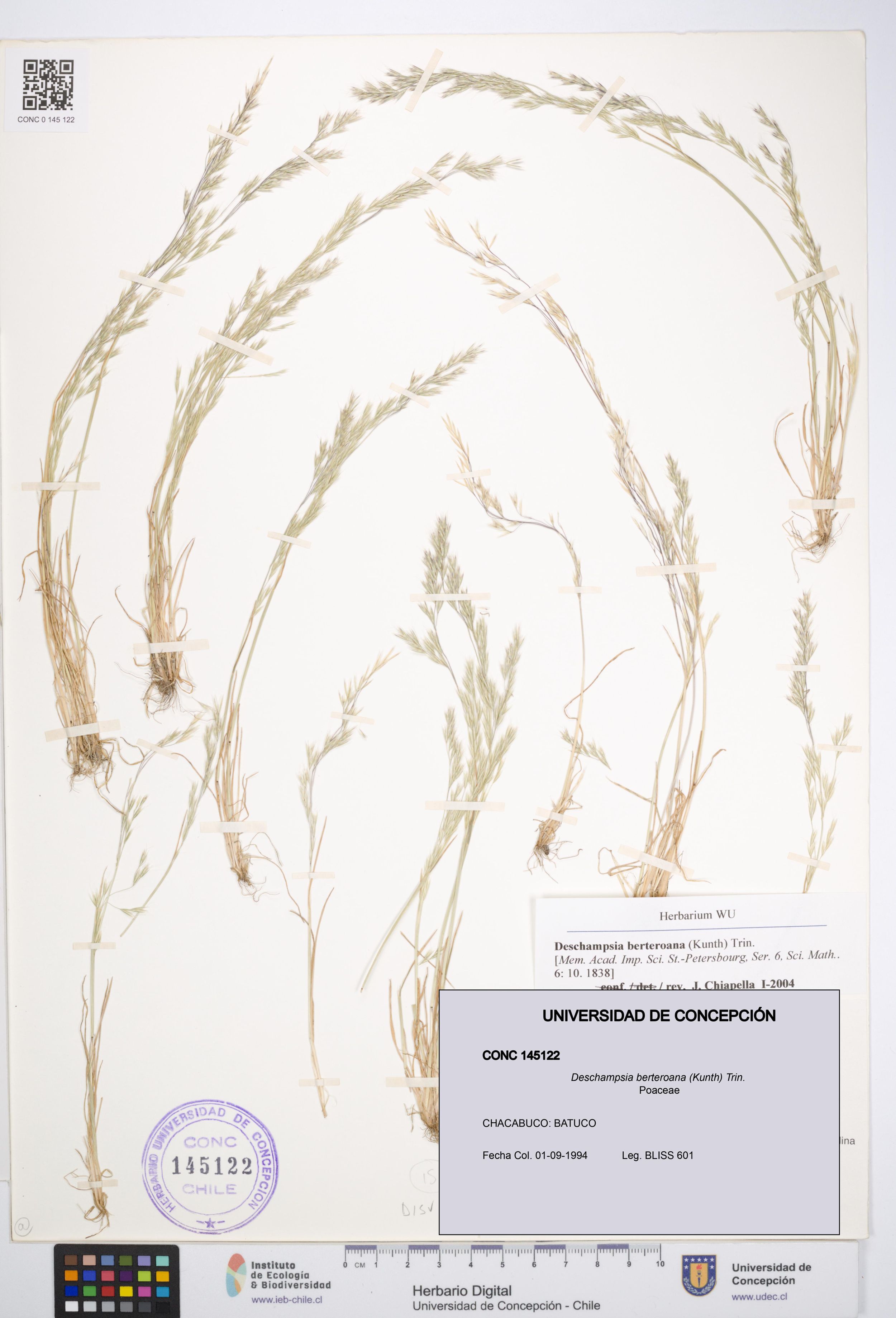 Deschampsia berteroana [Espécimen: ]