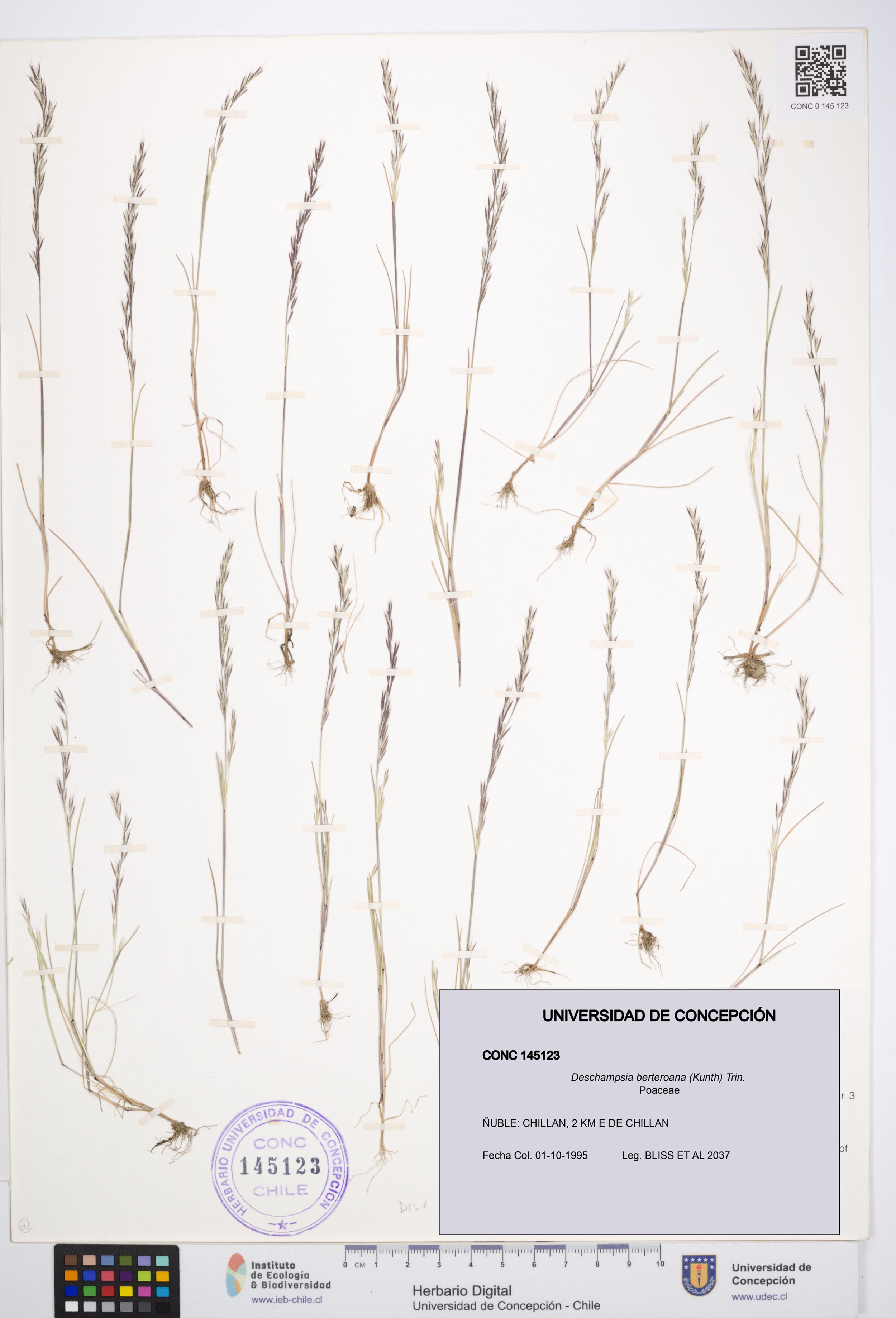 Deschampsia berteroana [Espécimen: ]