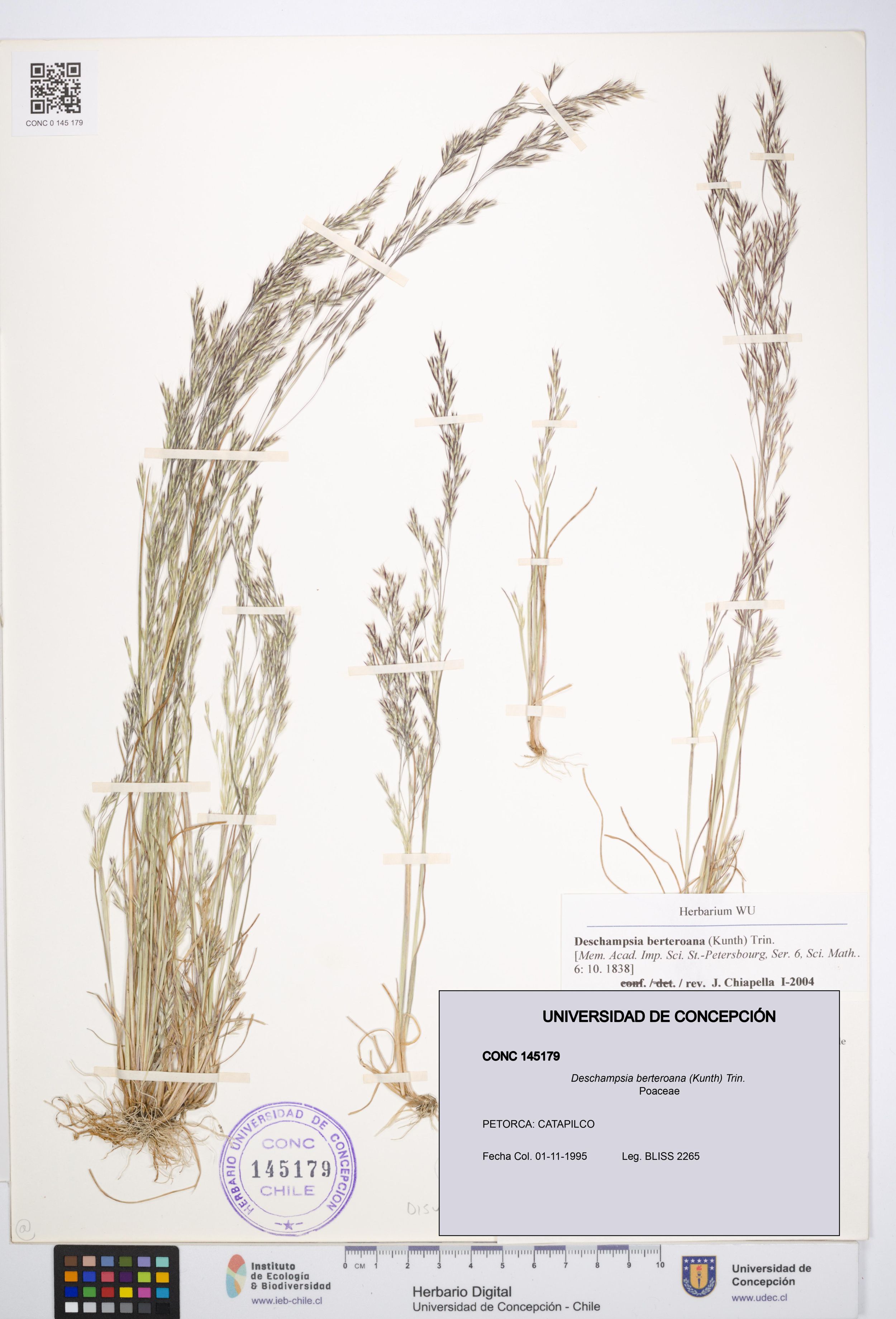 Deschampsia berteroana [Espécimen: ]