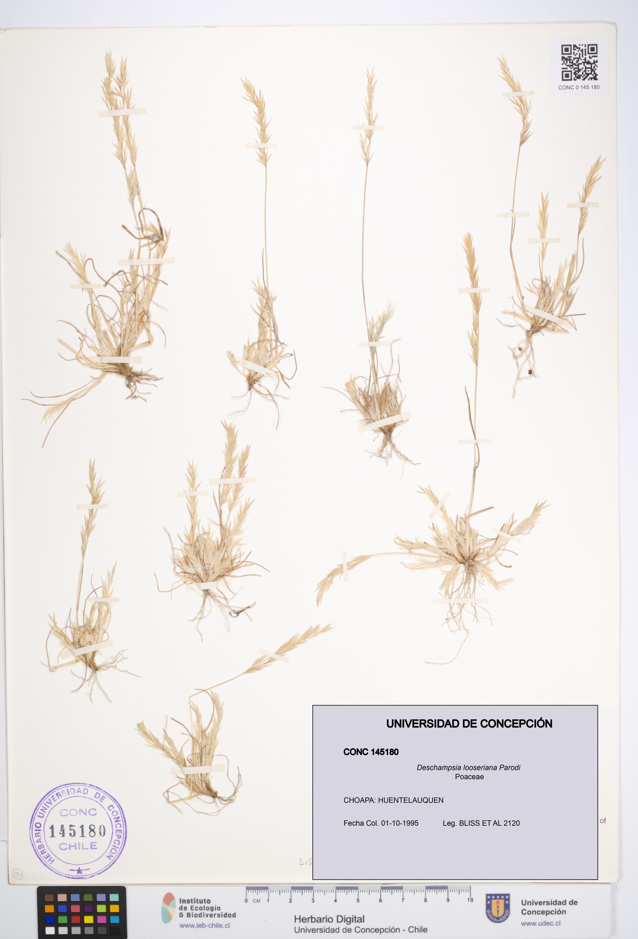 Deschampsia looseriana [Espécimen: ]