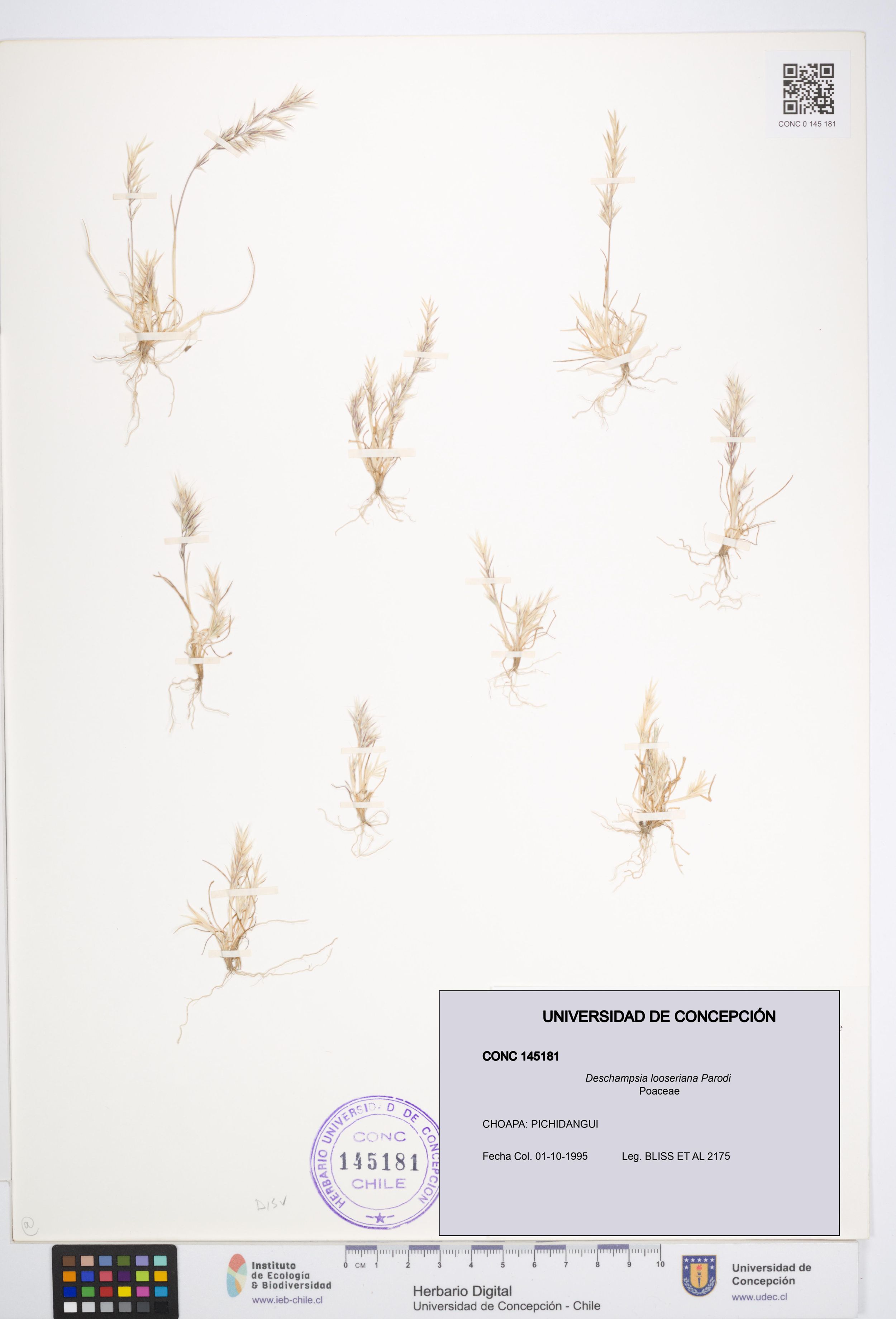 Deschampsia looseriana [Espécimen: ]