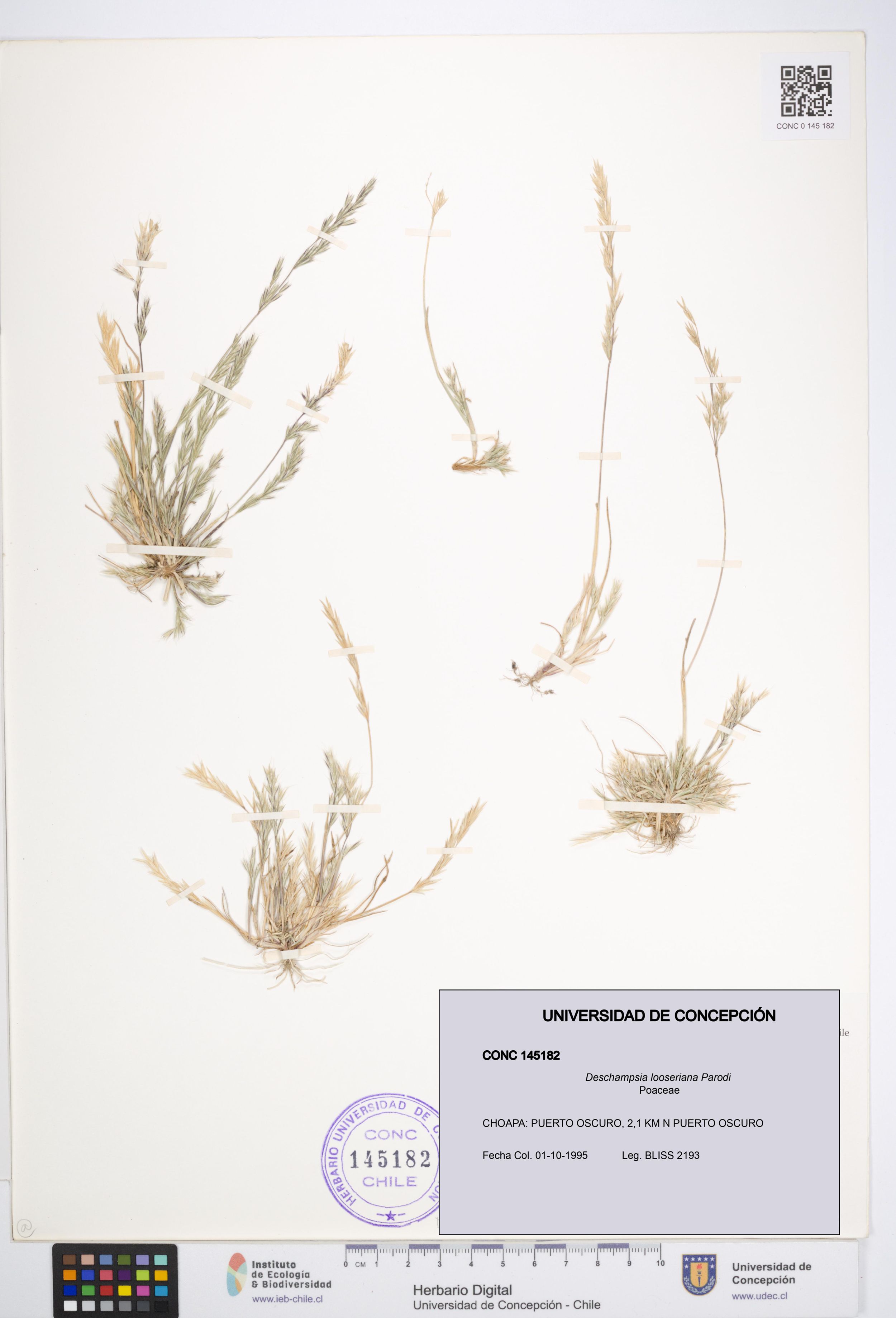 Deschampsia looseriana [Espécimen: ]