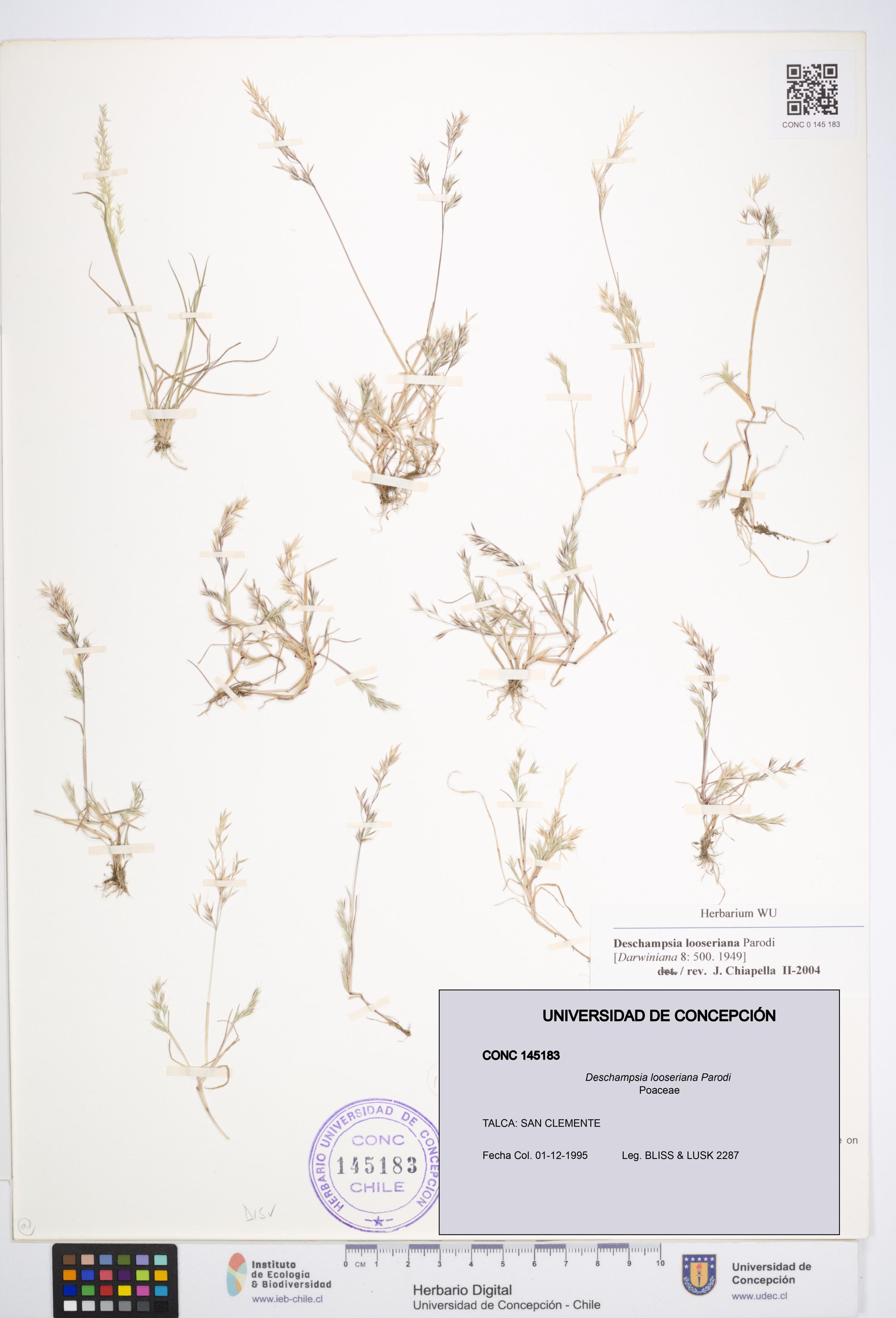 Deschampsia looseriana [Espécimen: ]