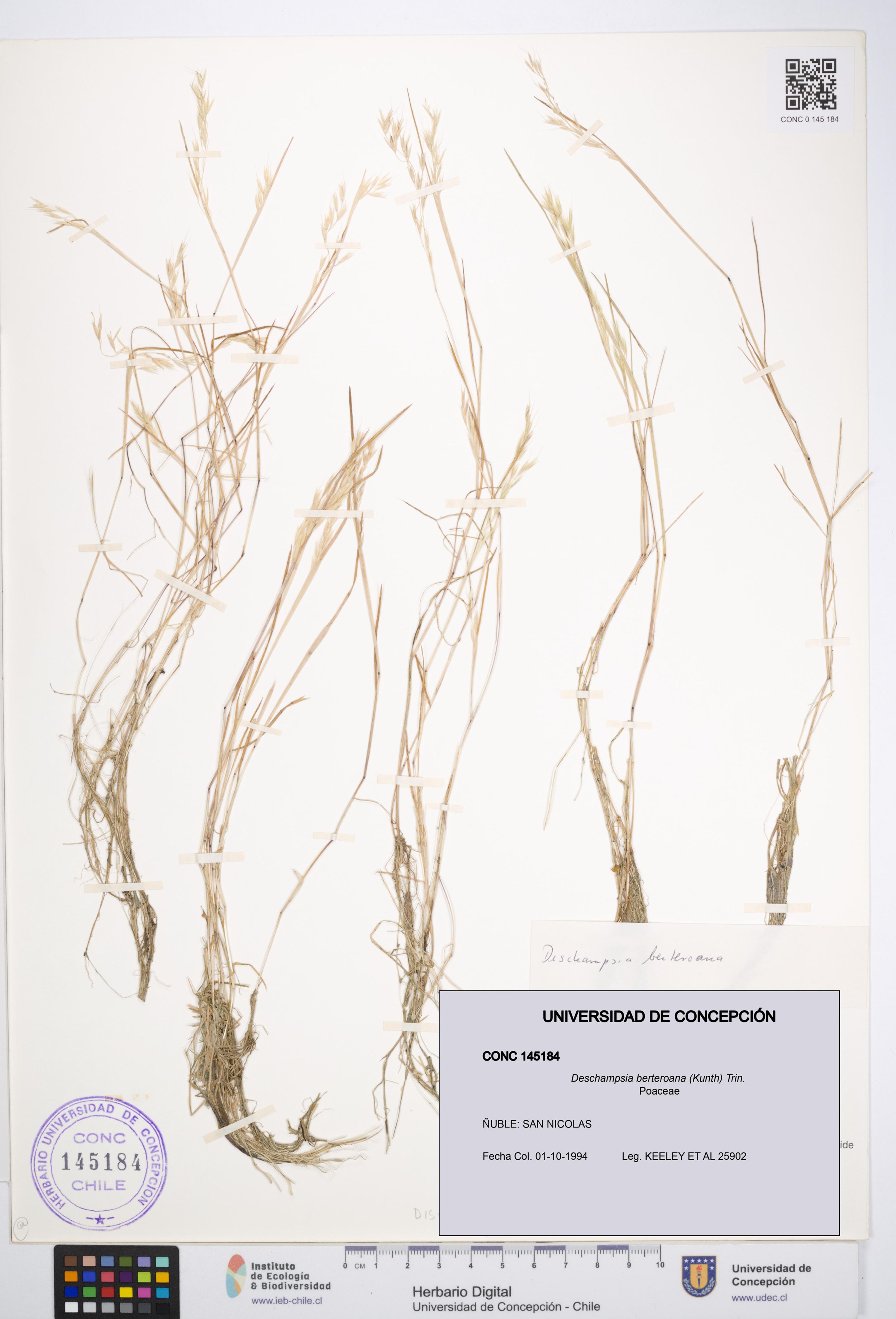 Deschampsia berteroana [Espécimen: ]