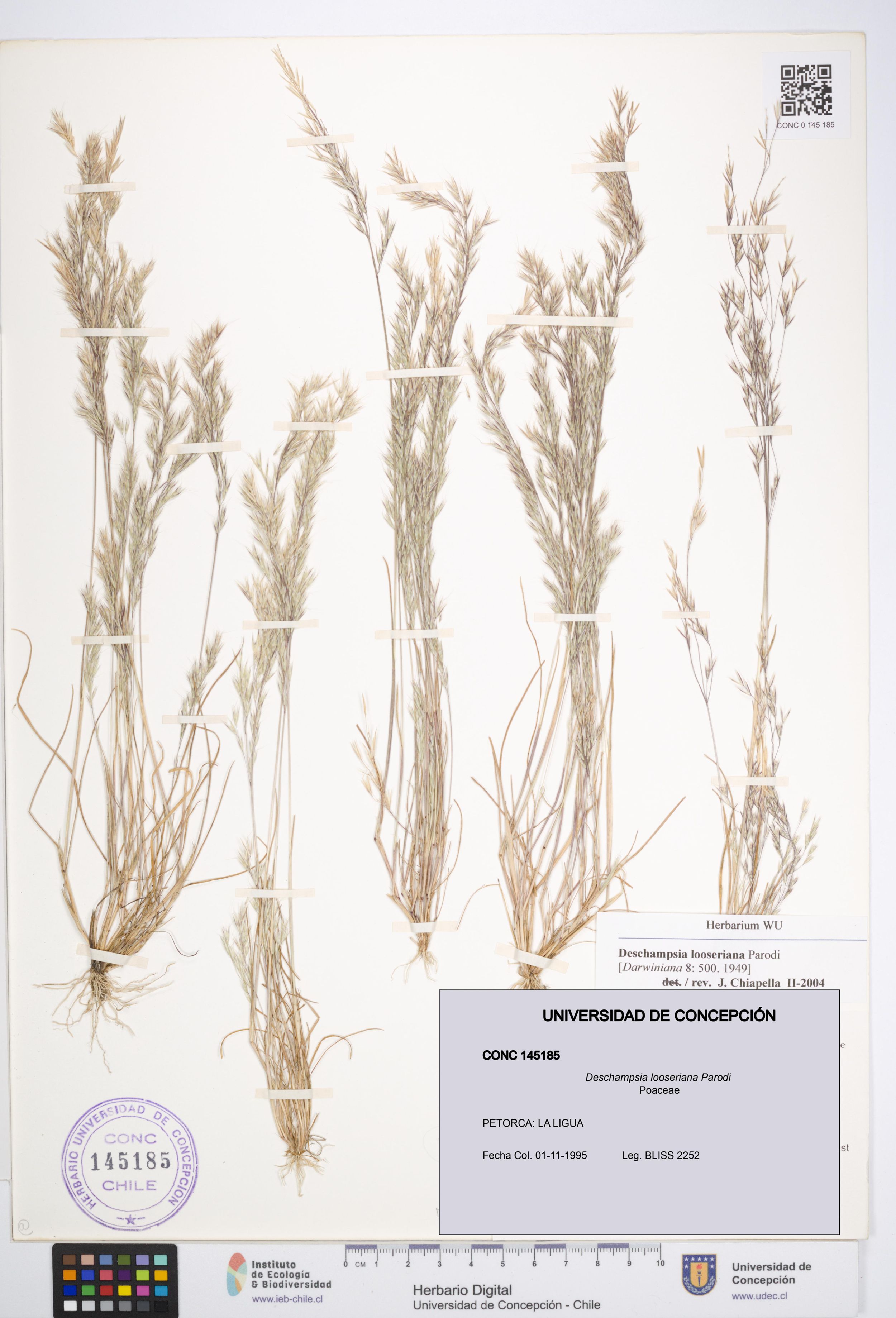 Deschampsia looseriana [Espécimen: ]