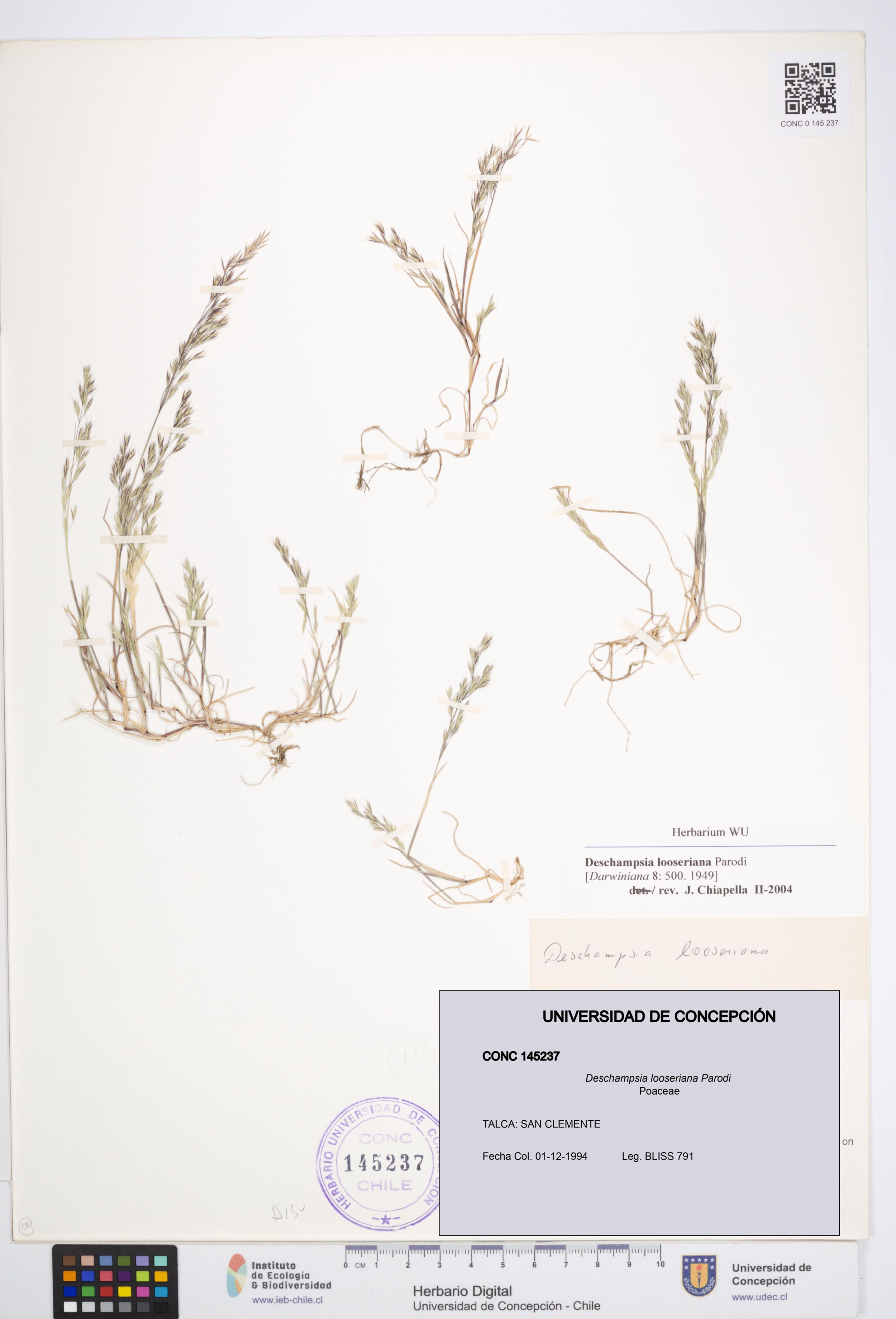 Deschampsia looseriana [Espécimen: ]