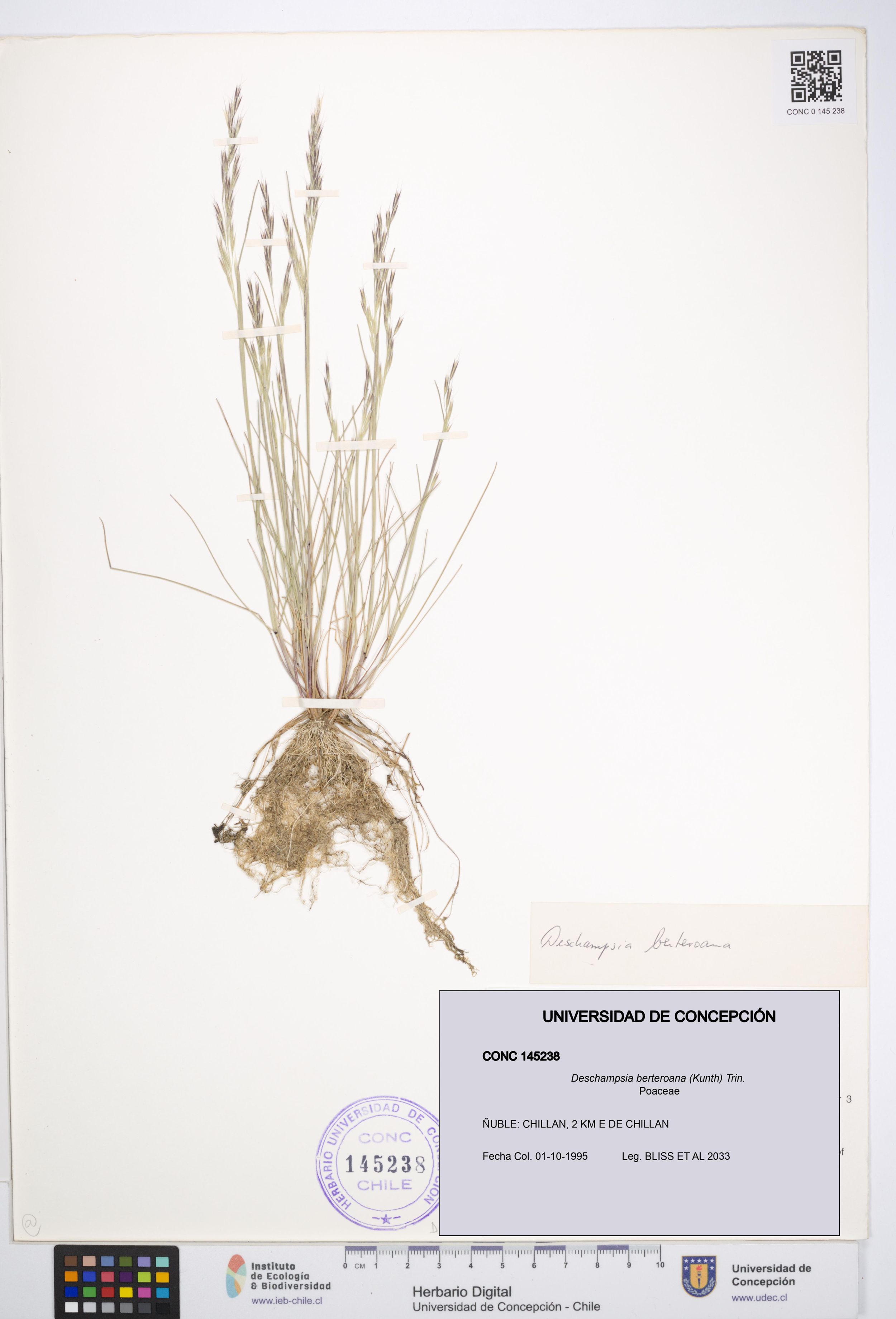 Deschampsia berteroana [Espécimen: ]