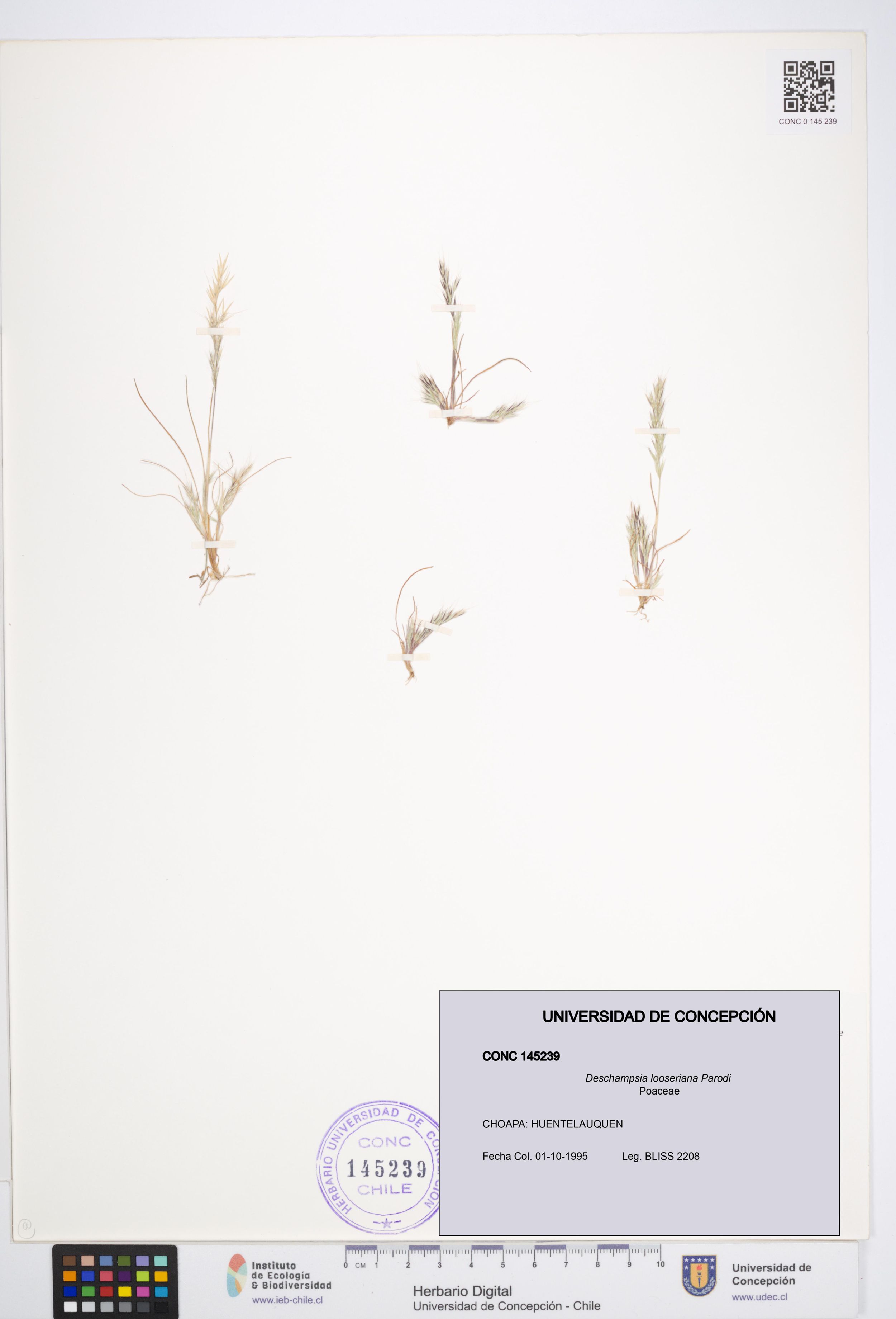 Deschampsia looseriana [Espécimen: ]