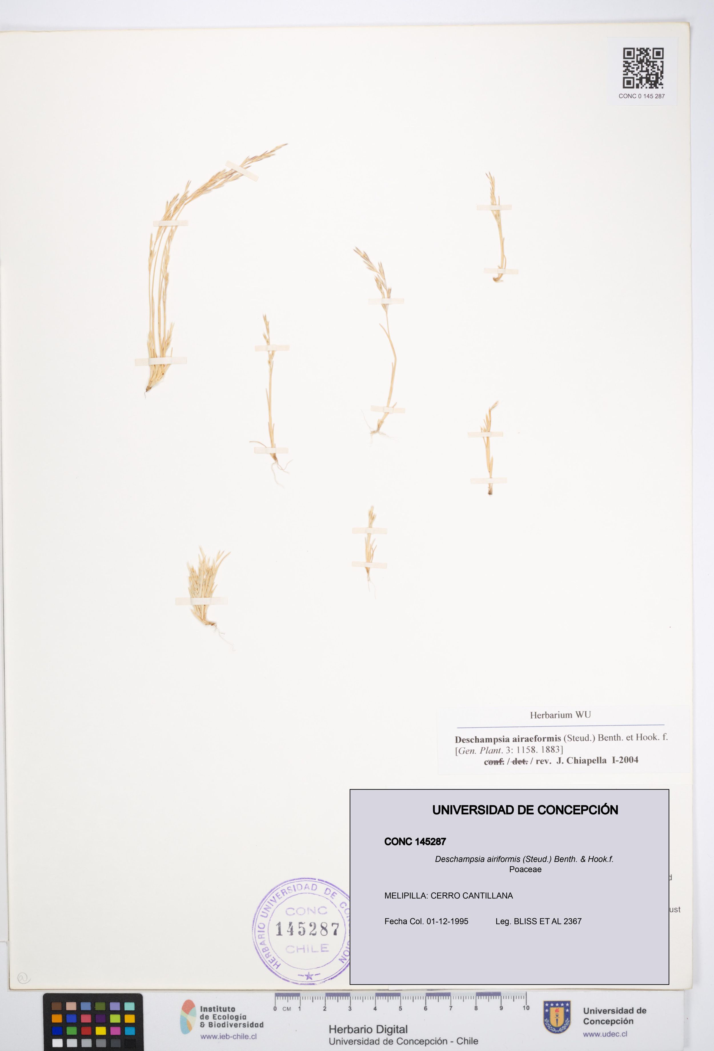 Deschampsia airiformis [Espécimen: ]