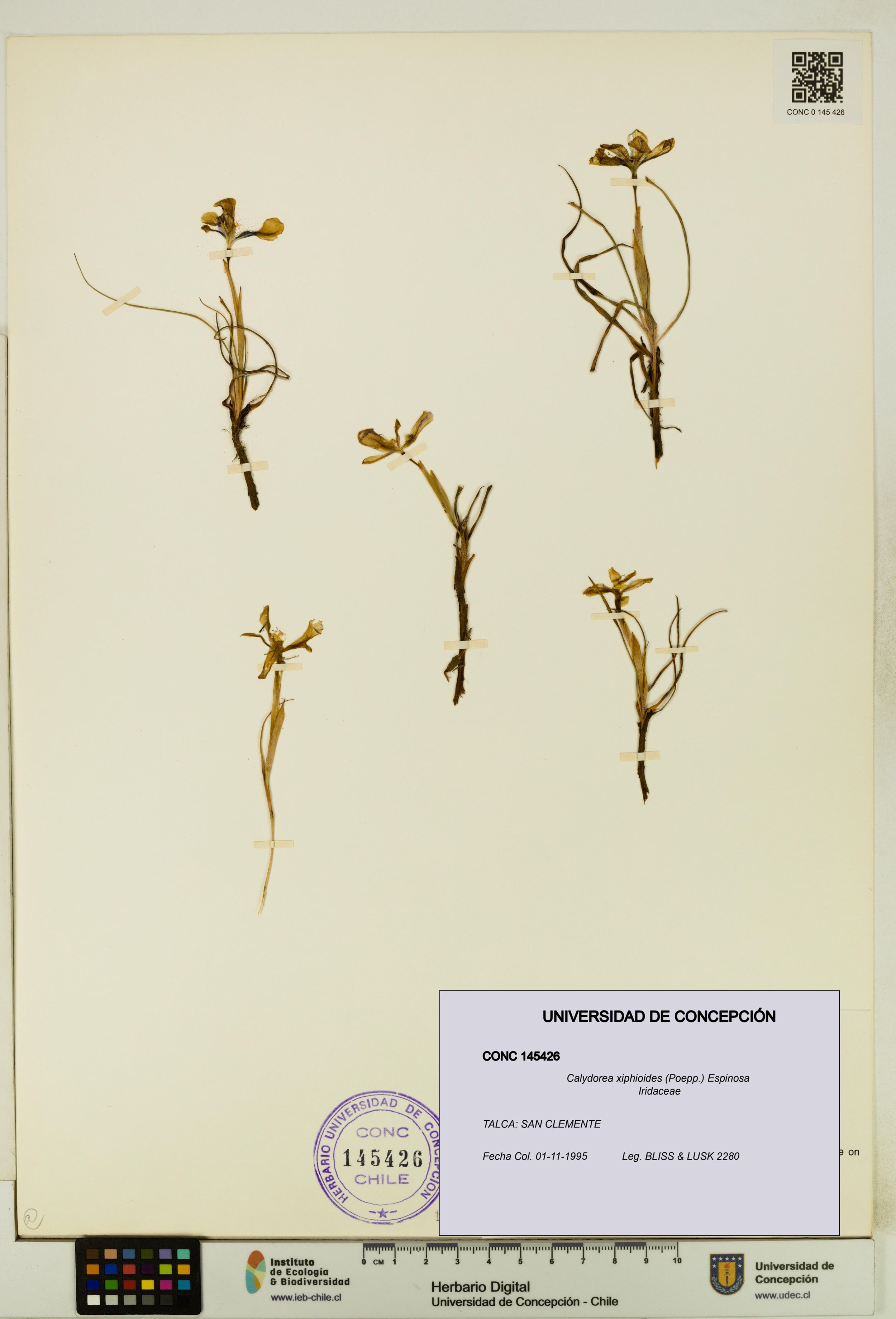 Calydorea xiphioides [Espécimen: ]