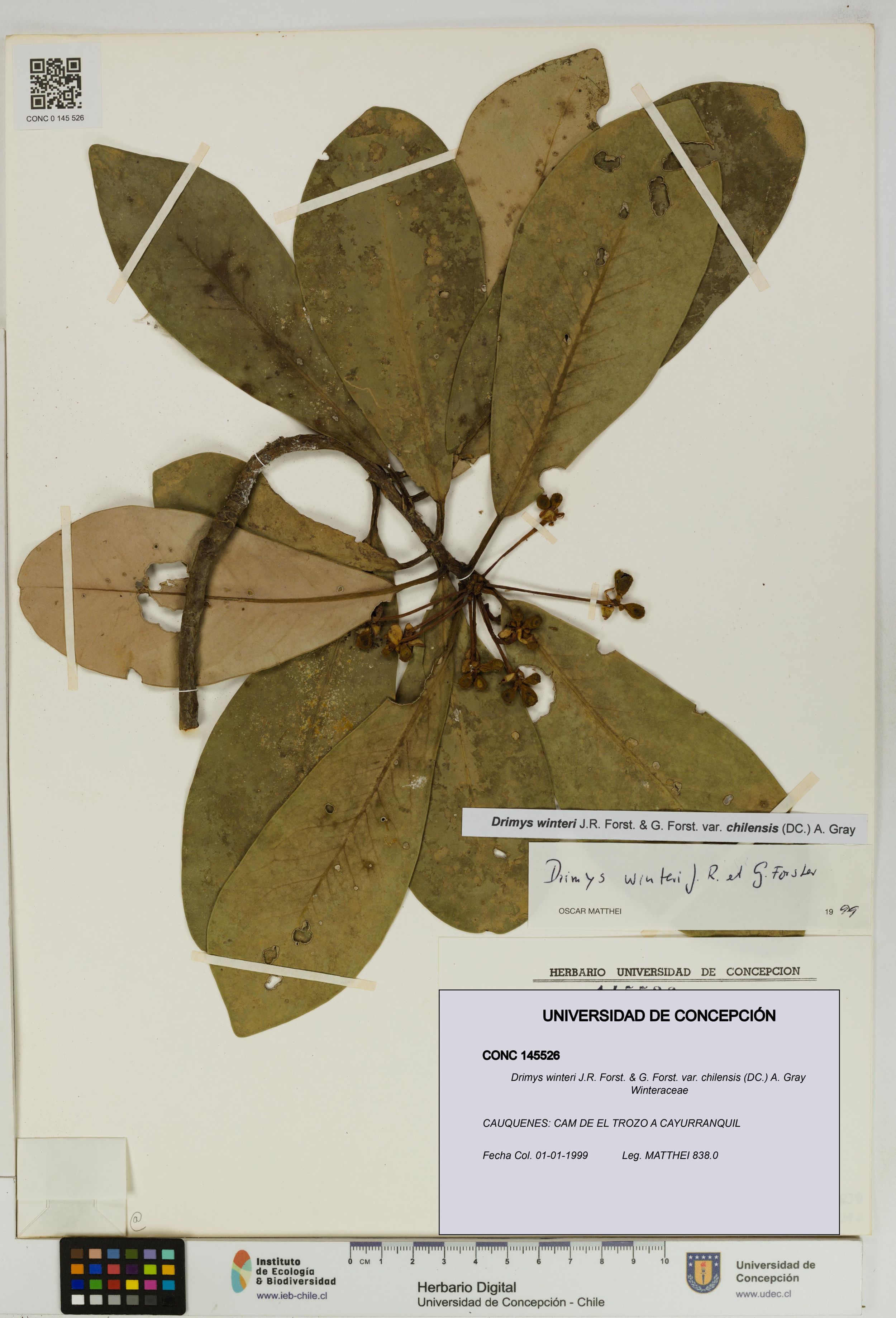 Drimys winteri var. chilensis [Espécimen: ]