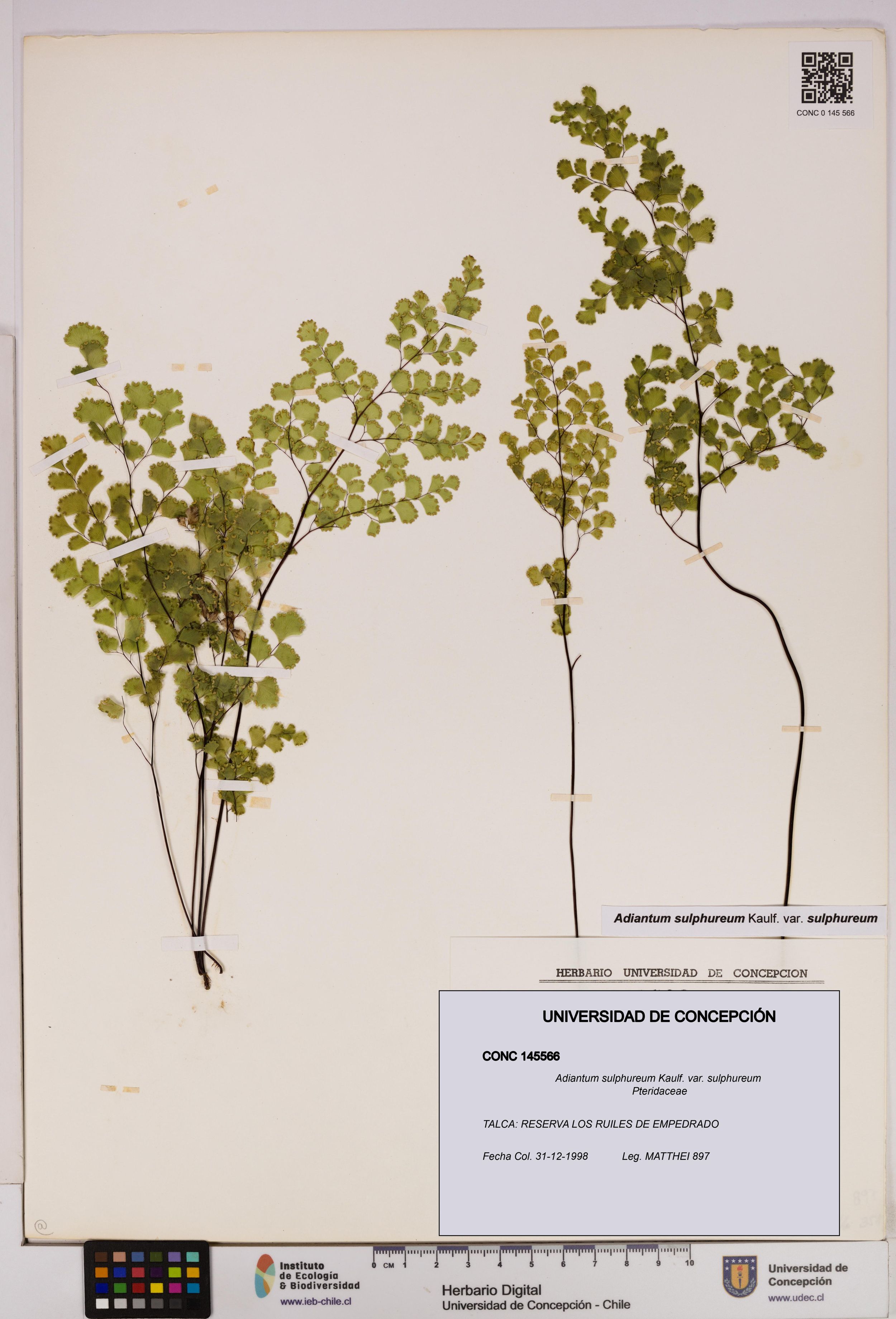 Adiantum sulphureum var. sulphureum [Espécimen: ]
