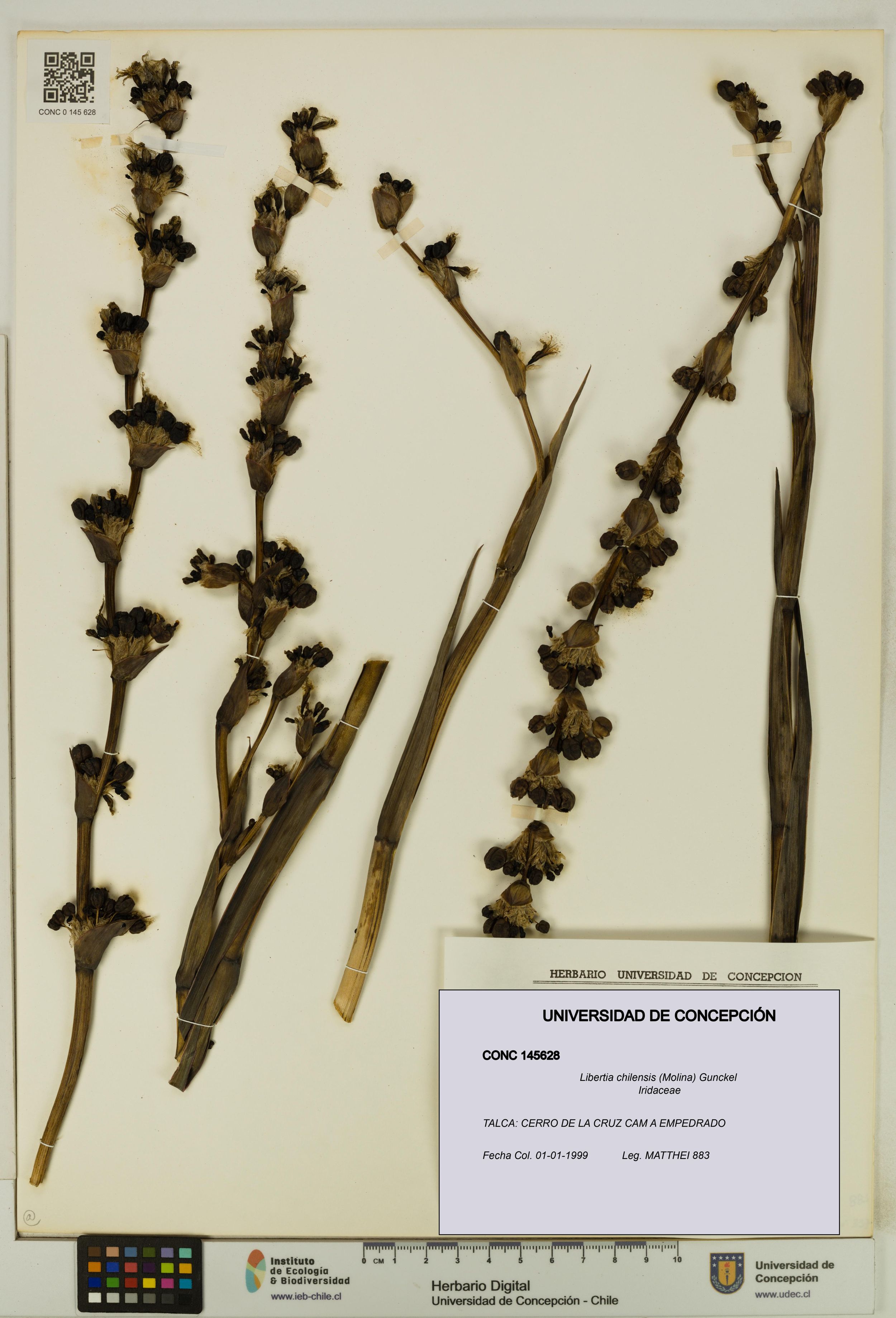 Libertia chilensis [Espécimen: ]