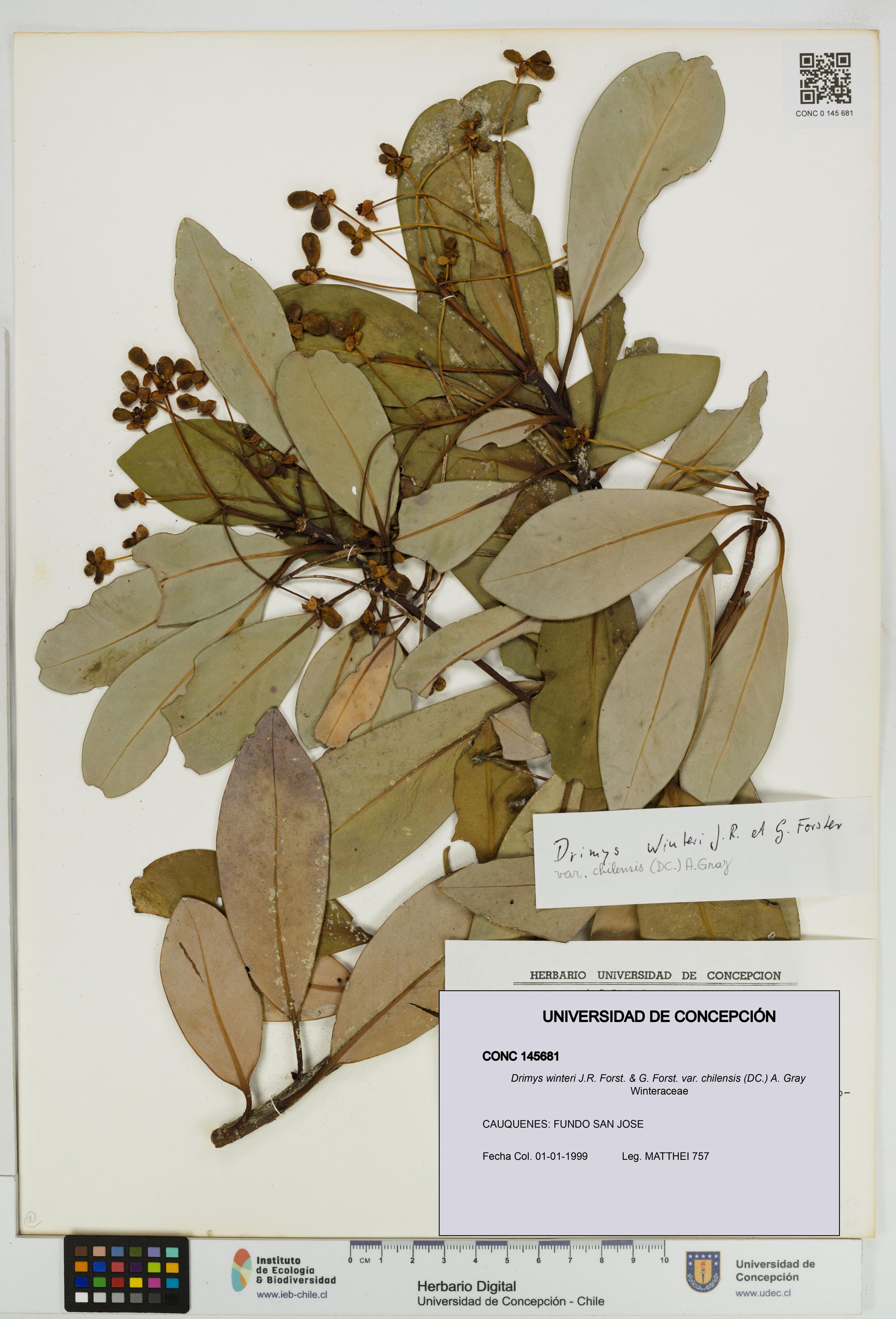 Drimys winteri var. chilensis [Espécimen: ]
