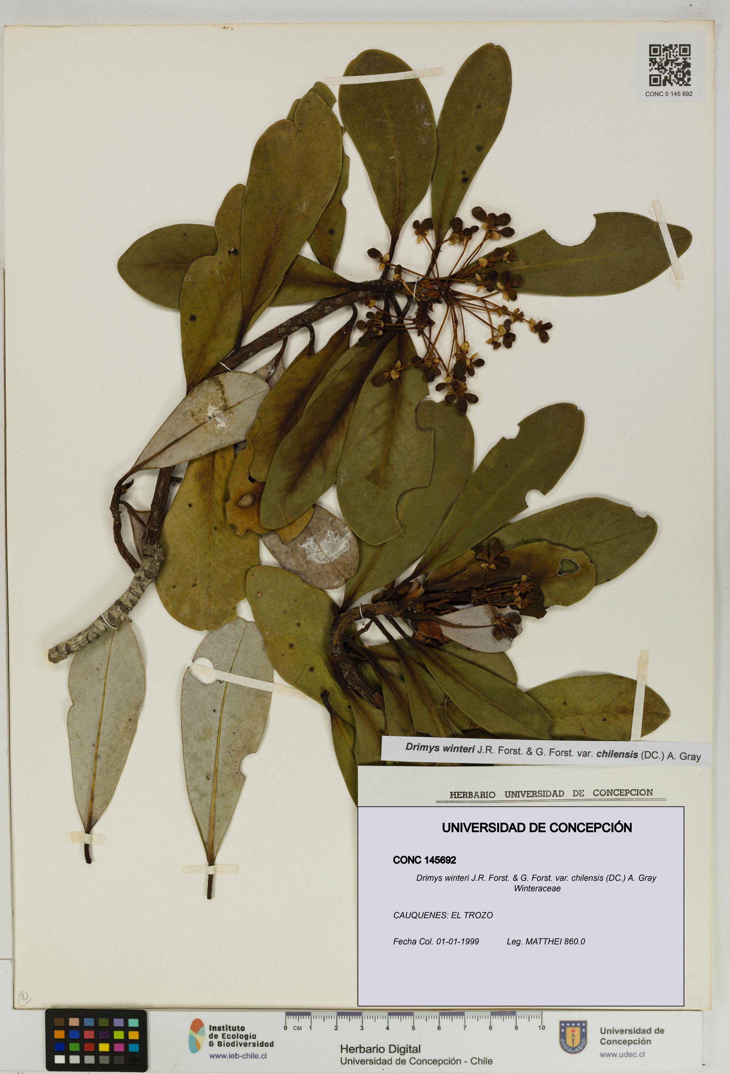 Drimys winteri var. chilensis [Espécimen: ]