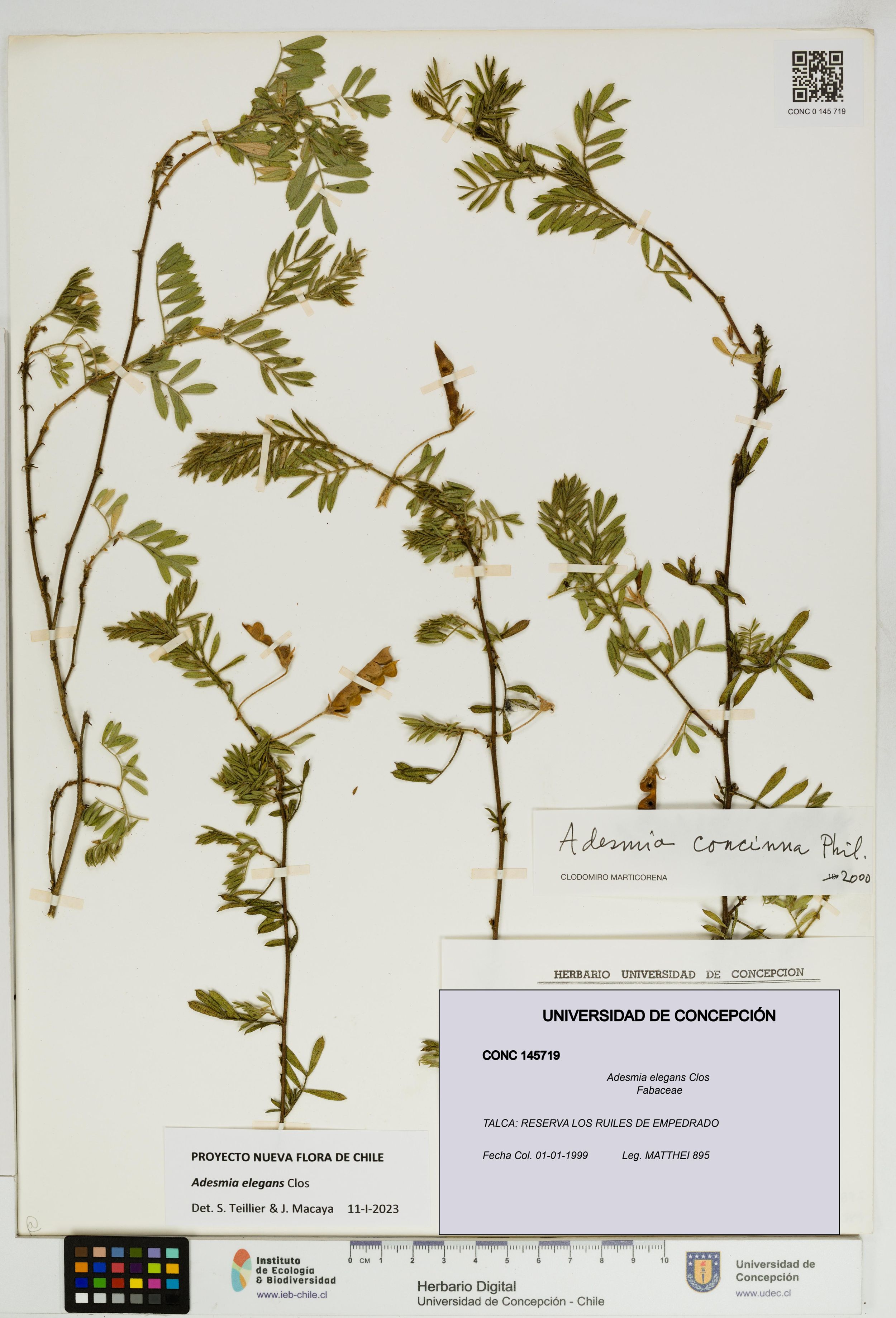 Adesmia elegans [Espécimen: ]