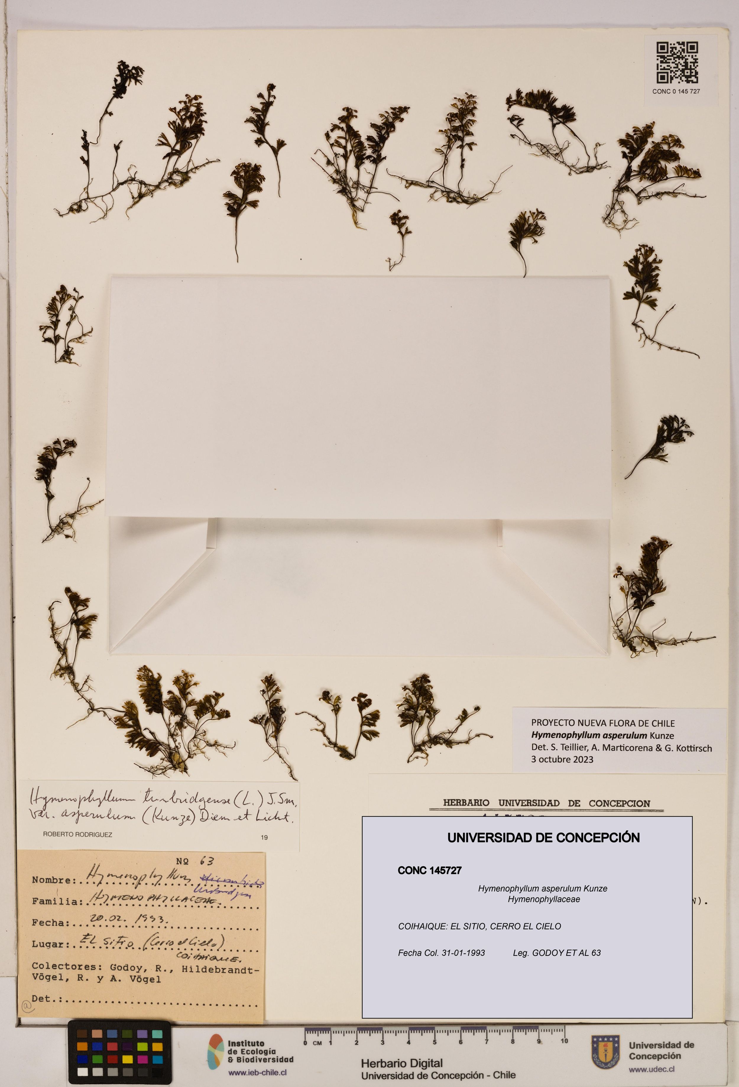 Hymenophyllum asperulum [Espécimen: ]