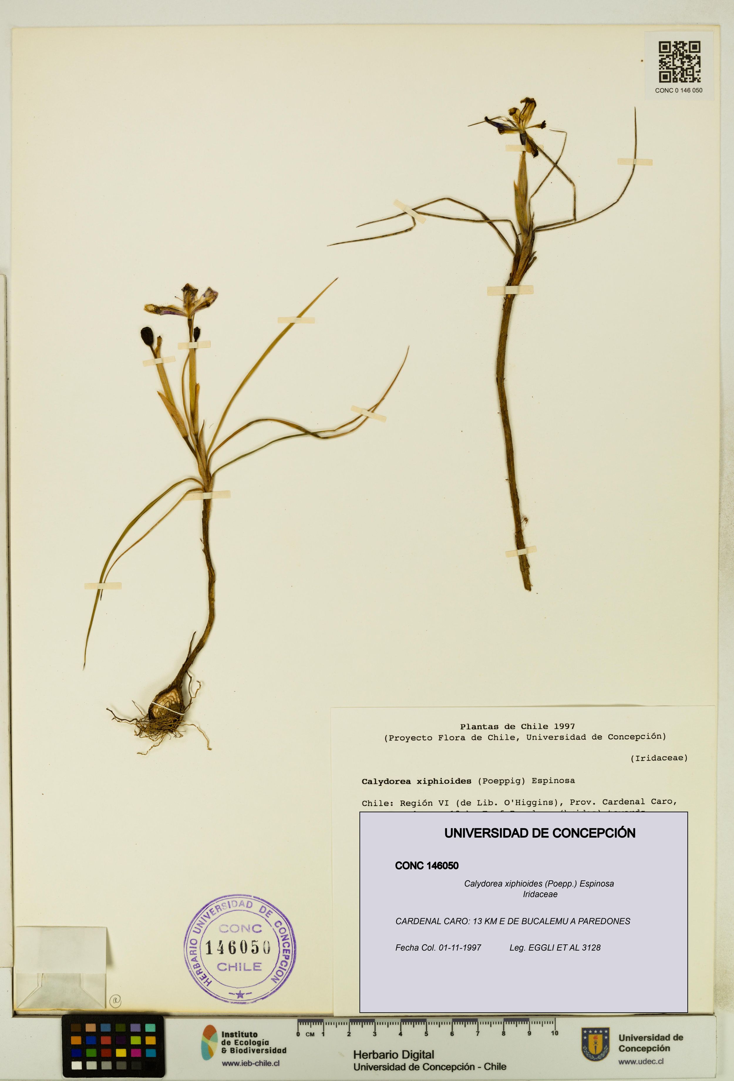 Calydorea xiphioides [Espécimen: ]