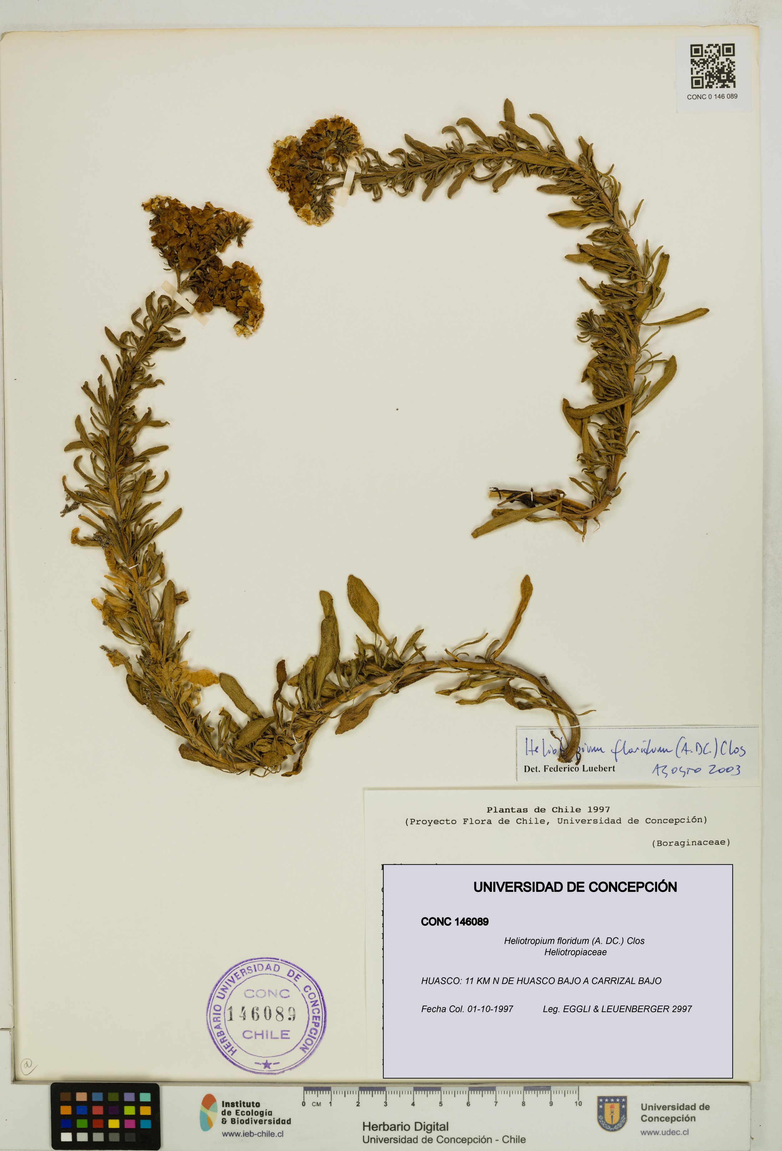 Heliotropium floridum [Espécimen: ]