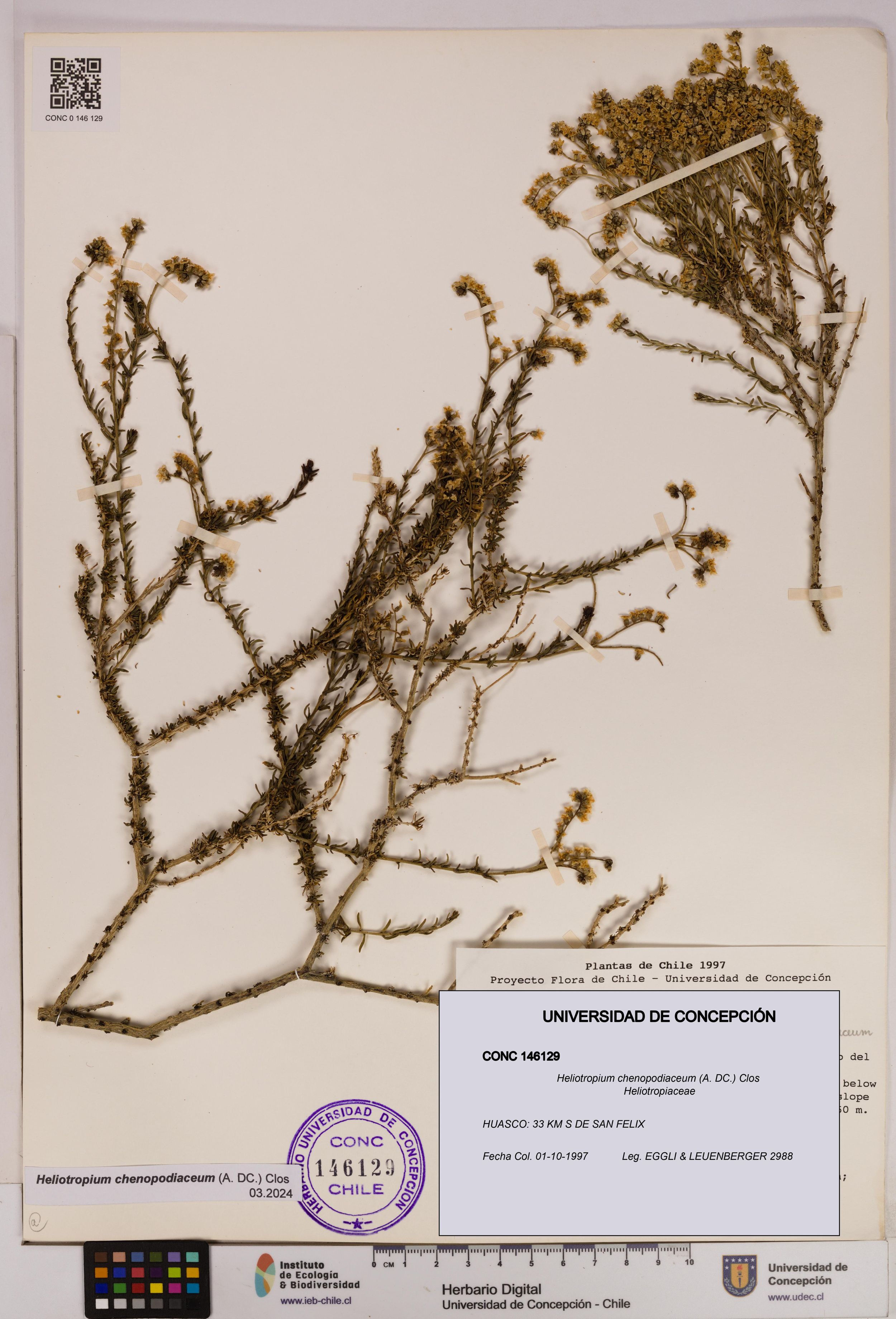 Heliotropium chenopodiaceum [Espécimen: ]