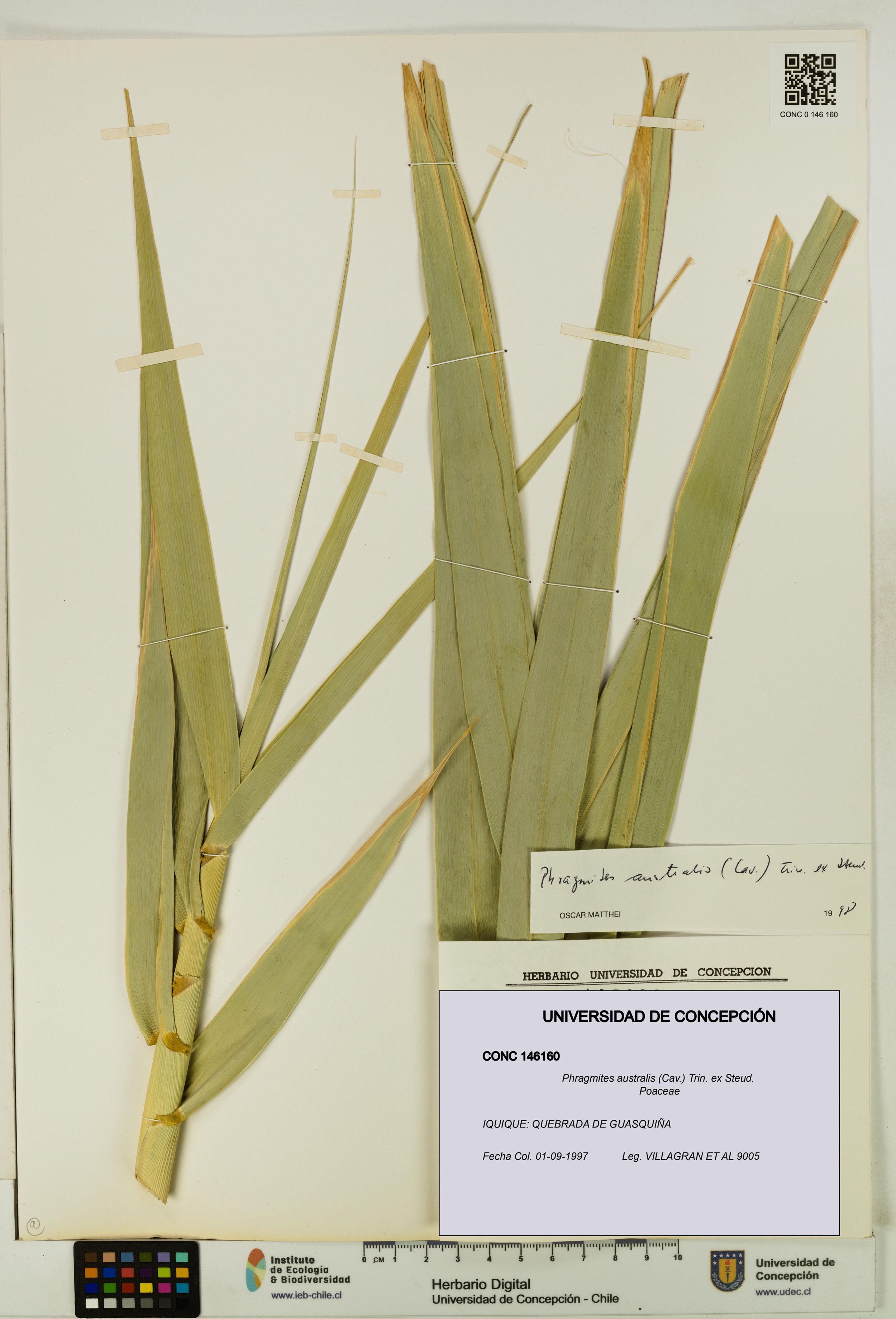 Phragmites australis [Espécimen: ]