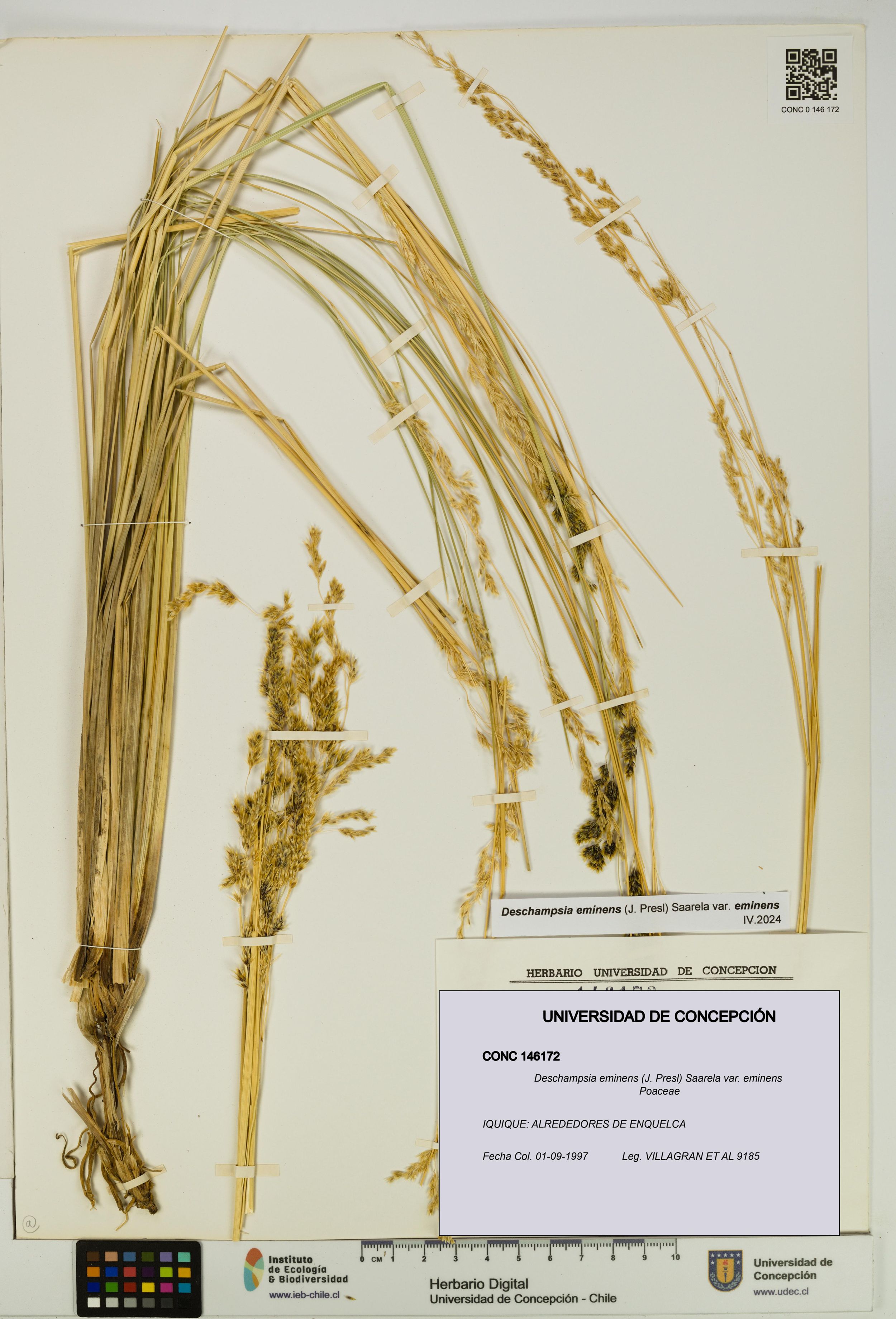 Deschampsia eminens [Espécimen: ]