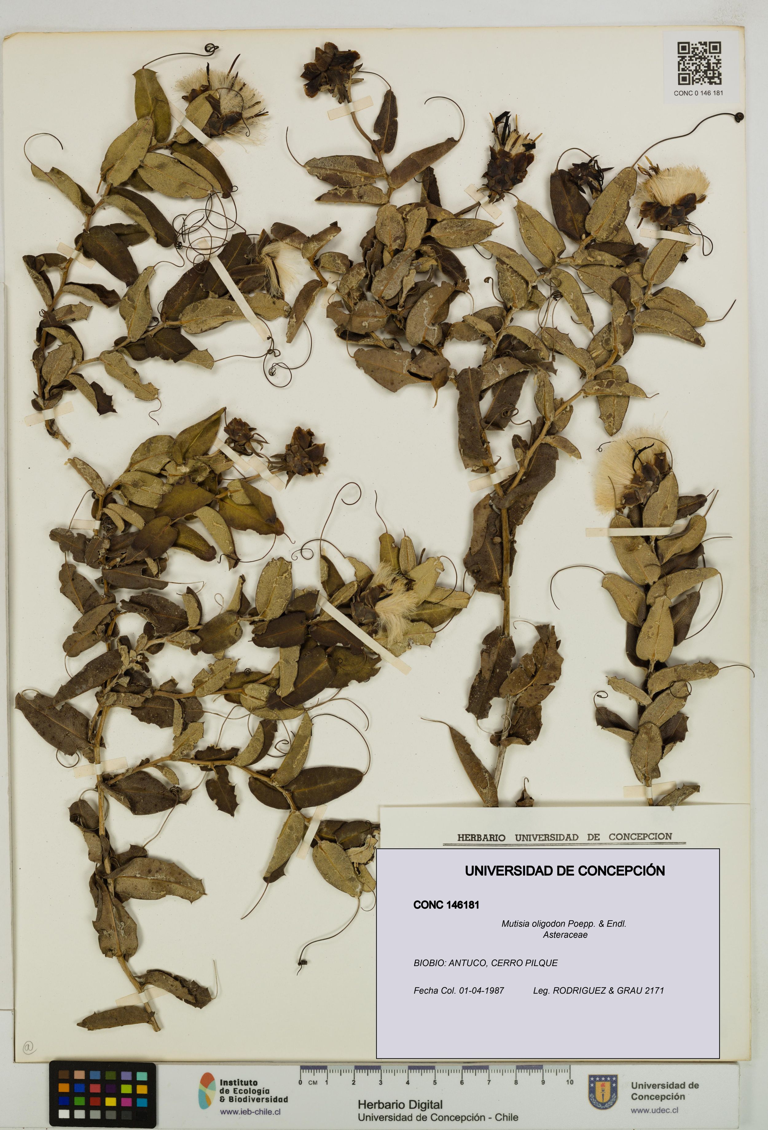 Mutisia oligodon [Espécimen: ]