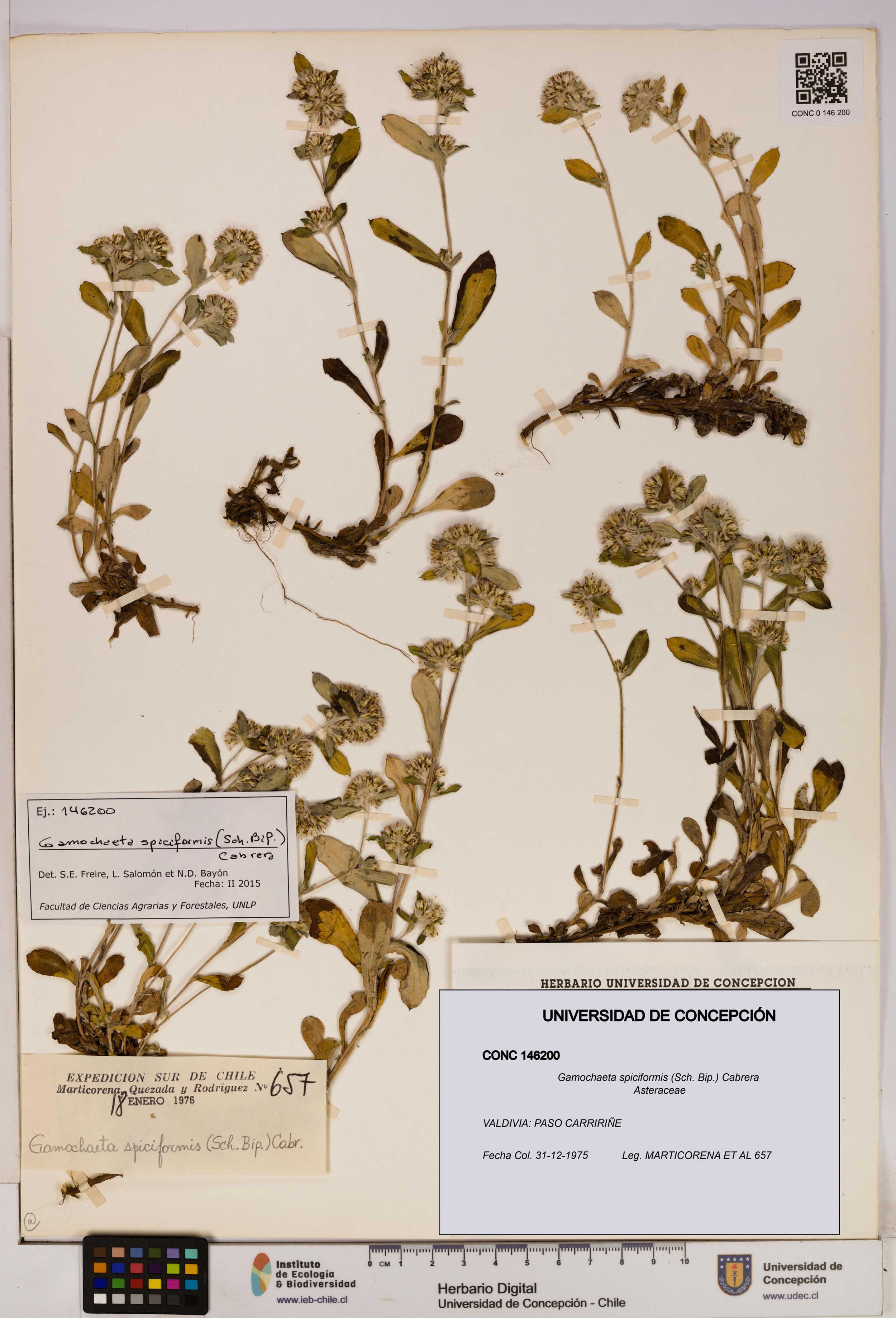 Gamochaeta spiciformis [Espécimen: ]