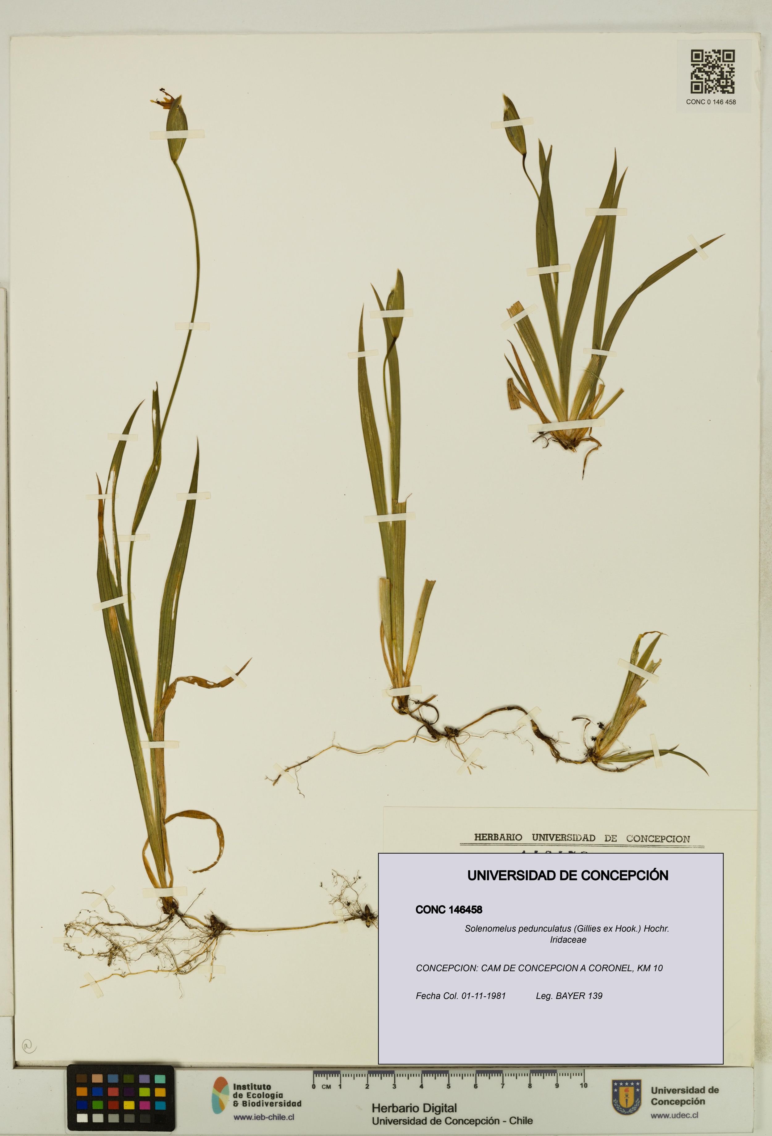 Solenomelus pedunculatus [Espécimen: ]