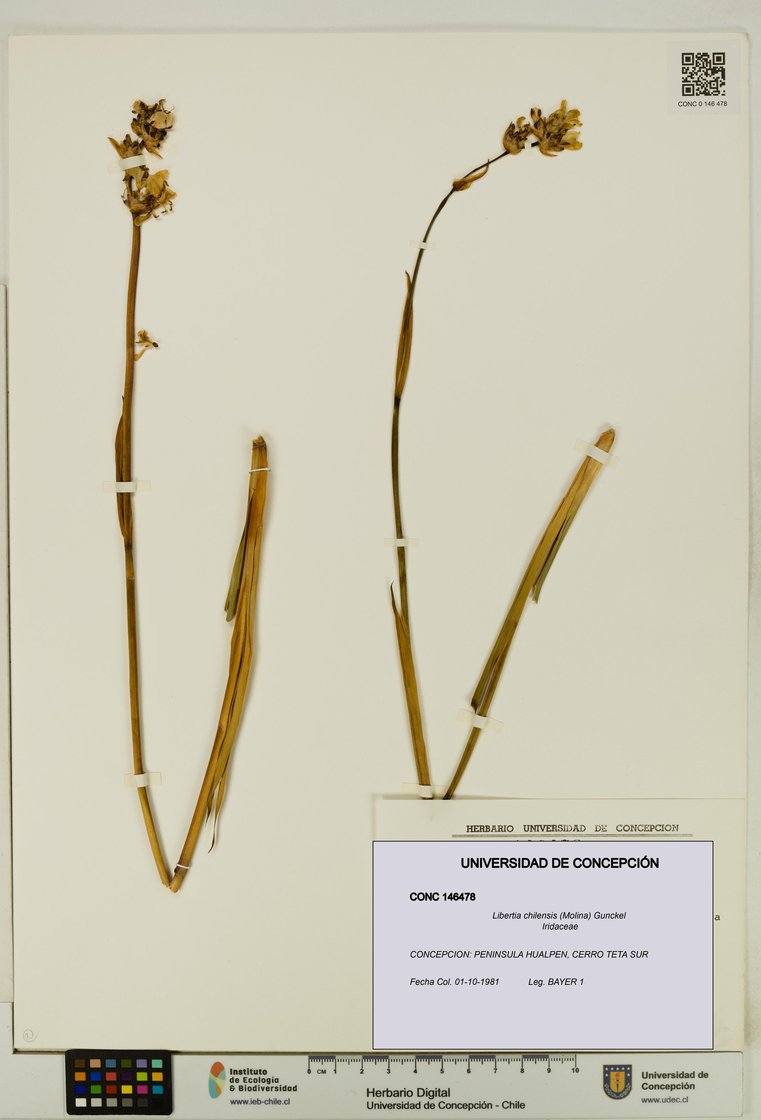 Libertia chilensis [Espécimen: ]