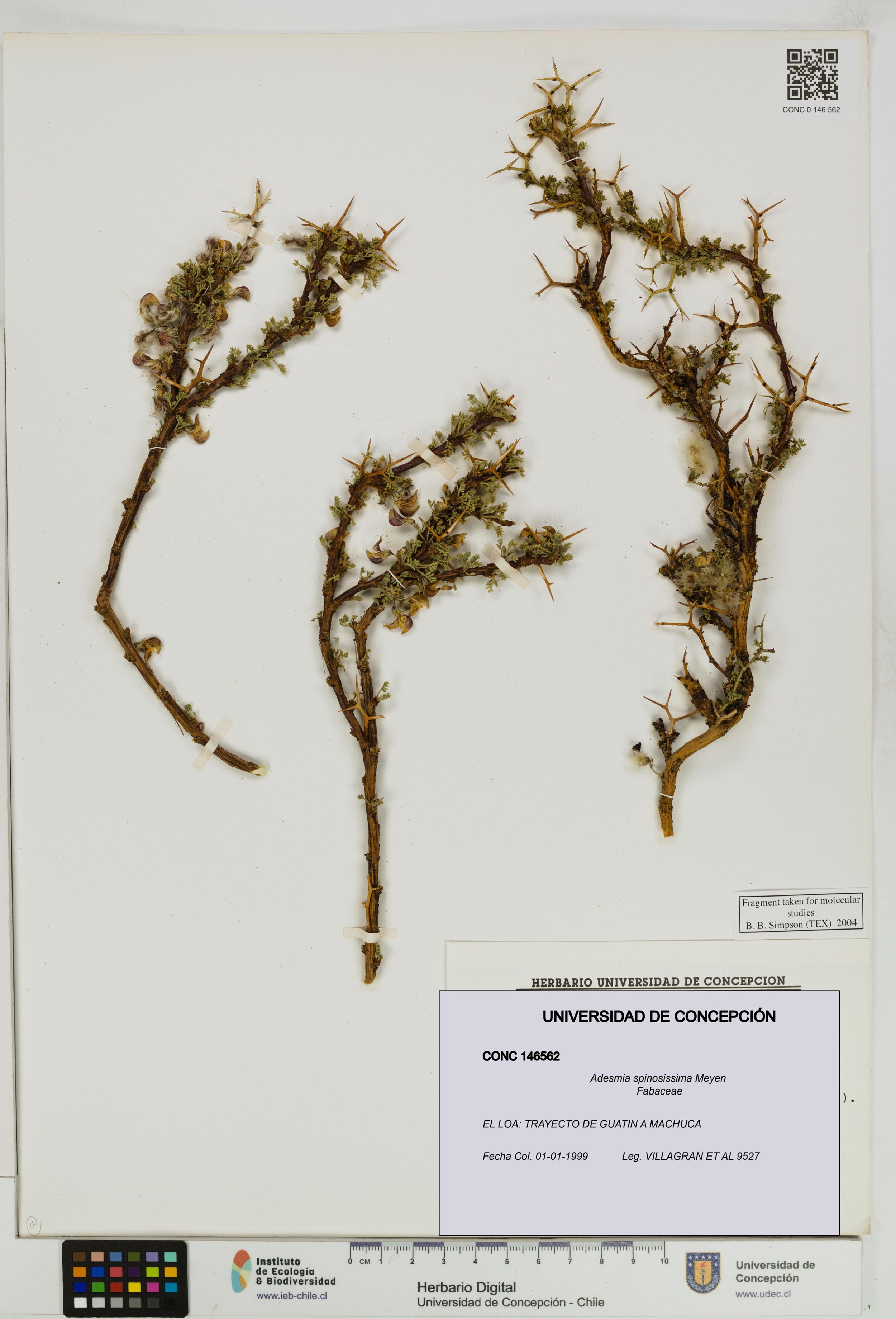 Adesmia spinosissima [Espécimen: ]
