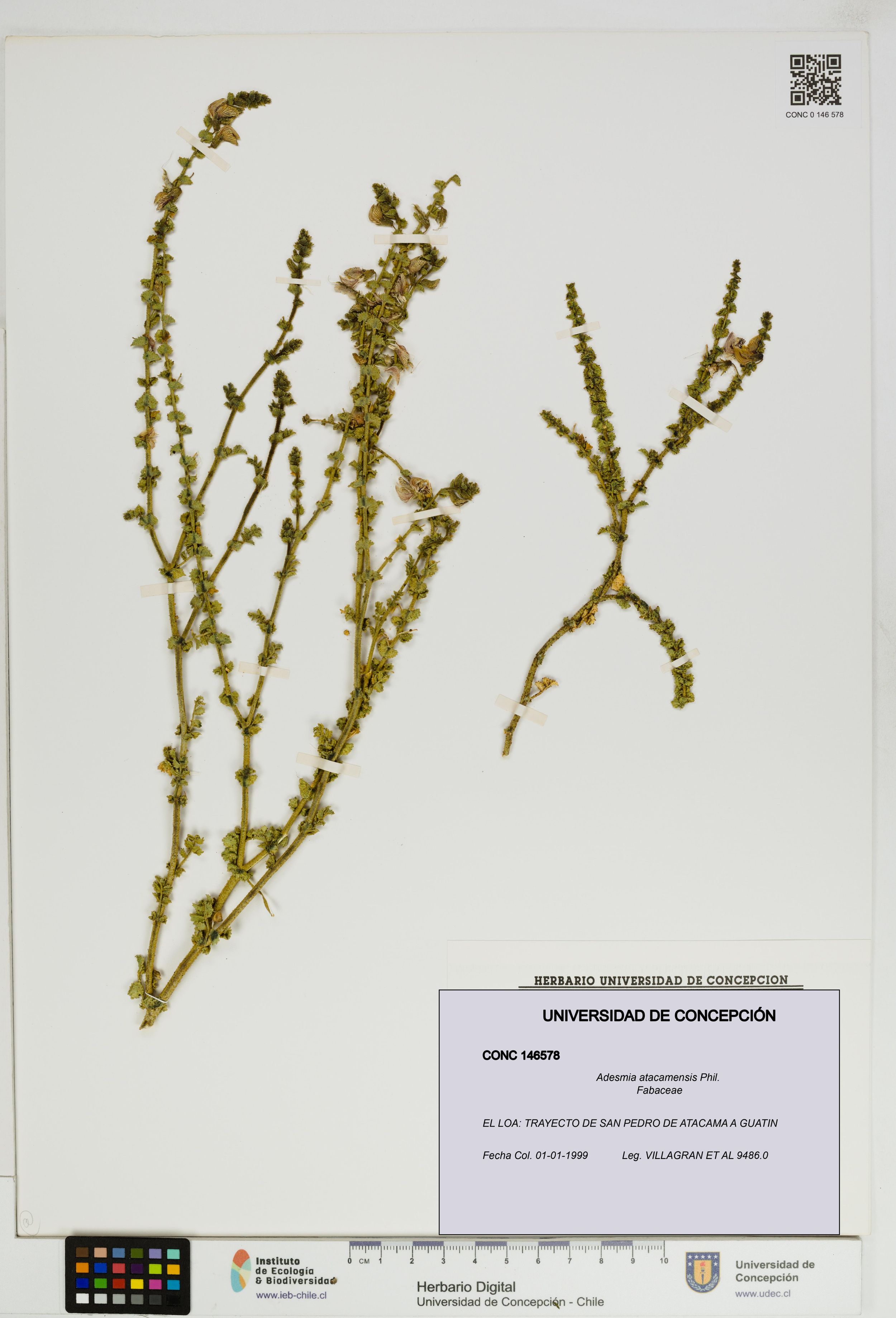 Adesmia atacamensis [Espécimen: ]