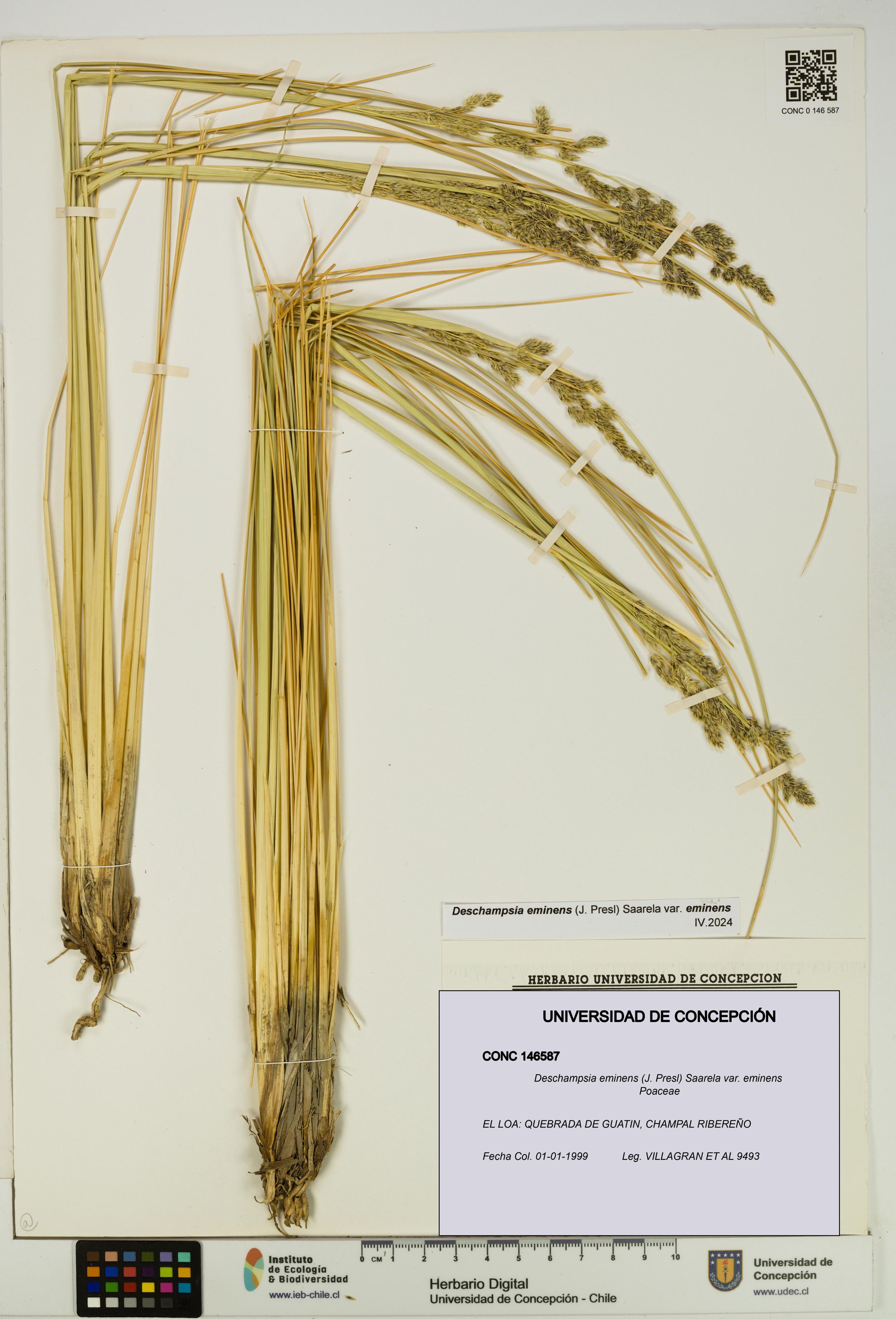Deschampsia eminens [Espécimen: ]