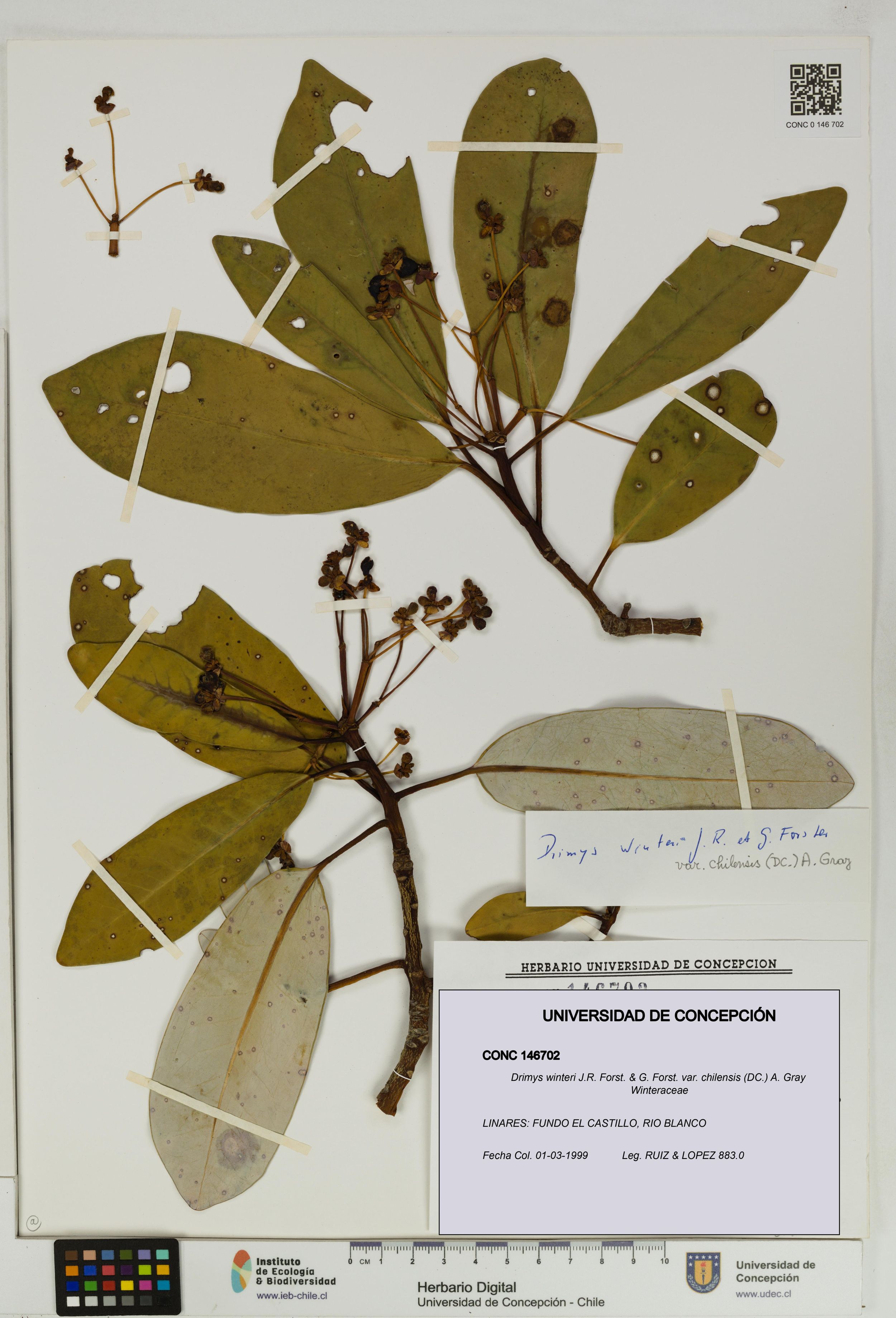 Drimys winteri var. chilensis [Espécimen: ]