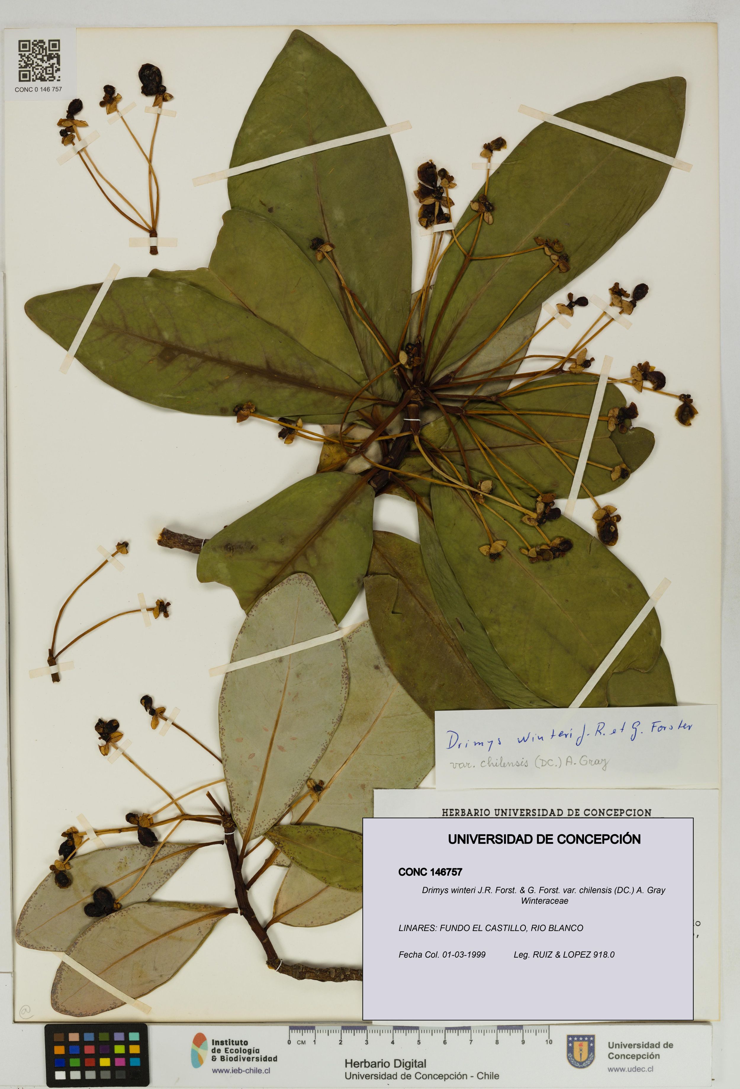 Drimys winteri var. chilensis [Espécimen: ]